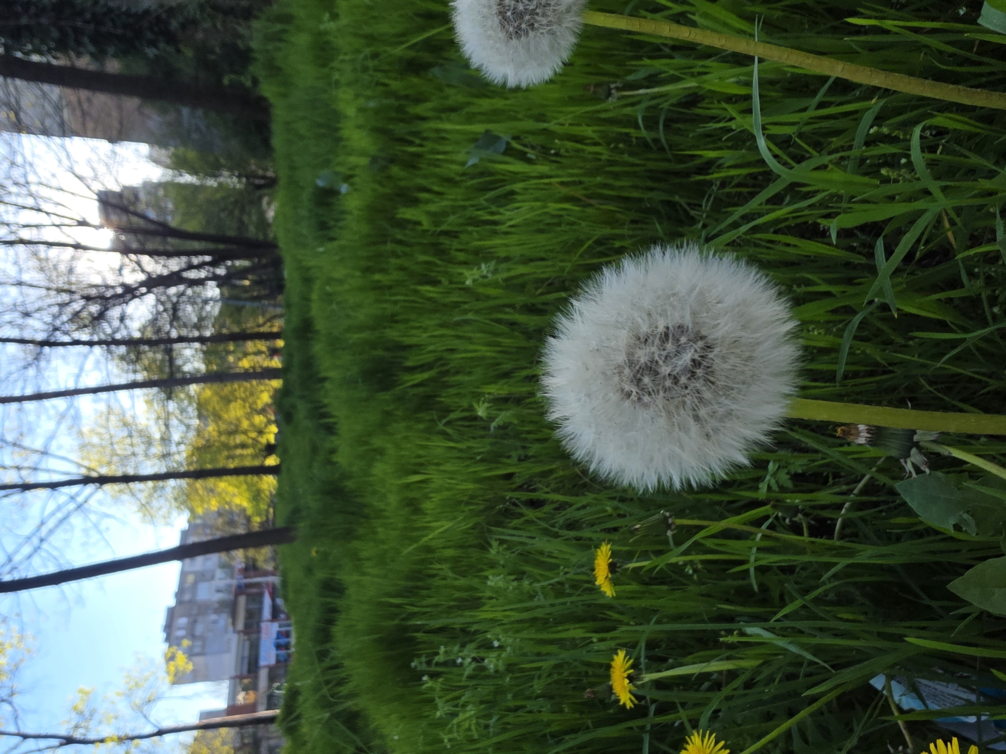 The image shows a field of dandelions in a city park. Two dandelions are in focus. There are several yellow dandelions visible lower in the image. The grass is green. In the background, there are trees and buildings. The location is likely Sofia, Bulgaria. The scene shows a natural environment within an urban setting.