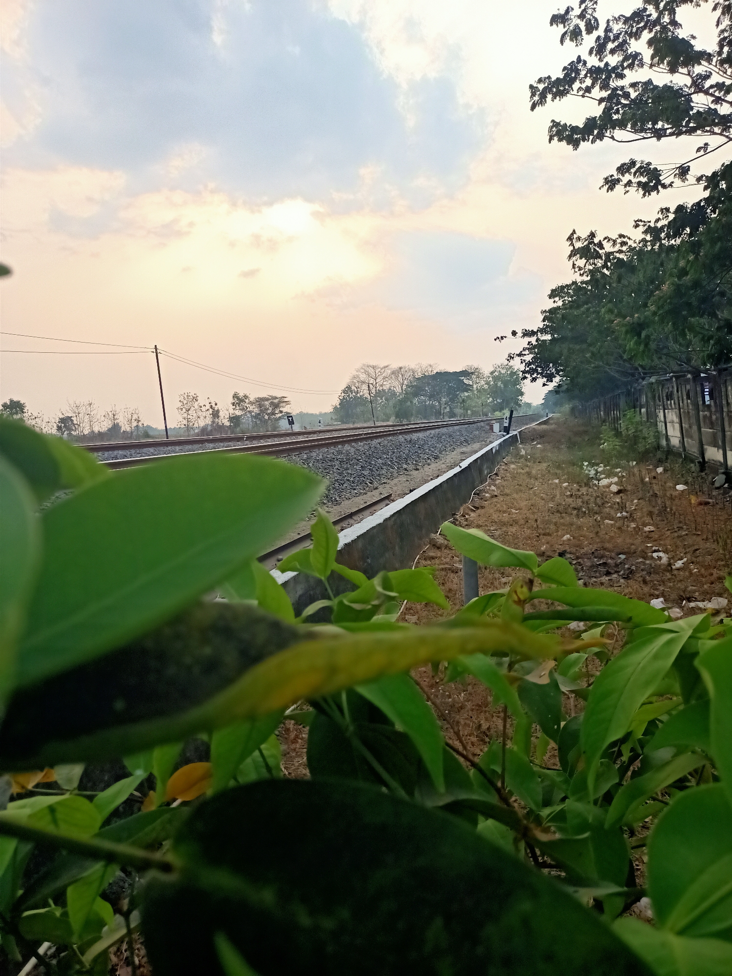 A telephoto shot captures a railway track stretching into the distance near Banjarjo, Indonesia. In the foreground, lush green leaves are in sharp focus, partially obscuring the view of the railway line and the surrounding dry, grassy ground. The tracks themselves are flanked by a low concrete barrier and a fence made of concrete pillars and weathered wooden planks. Beyond the tracks, a cluster of trees and vegetation lines the horizon under a pale, cloudy sky. Electrical poles and wires are visible along the railway line. The overall scene depicts an outdoor, rural environment with a focus on the railway infrastructure and the surrounding natural elements.