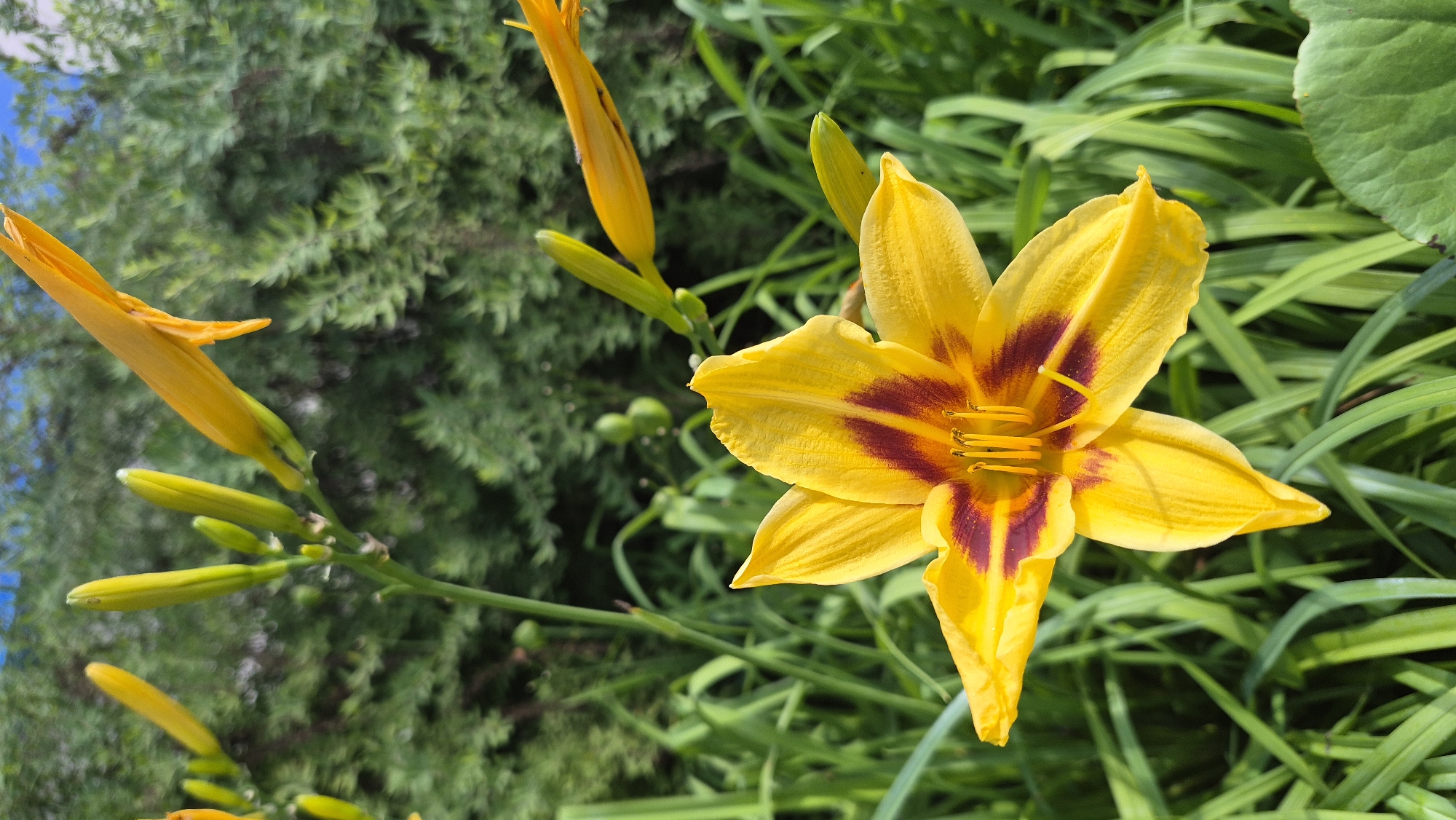 A bright yellow daylily is in full bloom, its petals unfurling outwards to reveal a deep maroon center. The flower is positioned in the foreground, slightly off-center to the right, with its stamens and pistil clearly visible. To the left of the main bloom, several yellow lily buds in various stages of development are clustered on a stem, along with a single, taller bud that has just begun to open.
The background is a lush garden setting, dominated by vibrant green foliage. Tall, slender leaves form a textured backdrop, interspersed with darker green shrubs or trees. The lighting suggests it is daytime, with the sun casting a soft glow on the flower and foliage. The overall mood is peaceful and serene, evoking a sense of nature's beauty.
The image appears to have been taken in Krāslava, Latvia, indicating an outdoor location, likely a garden or park. There is no visible text in the image. The focus is entirely on the natural beauty of the blooming lily and its surrounding environment.