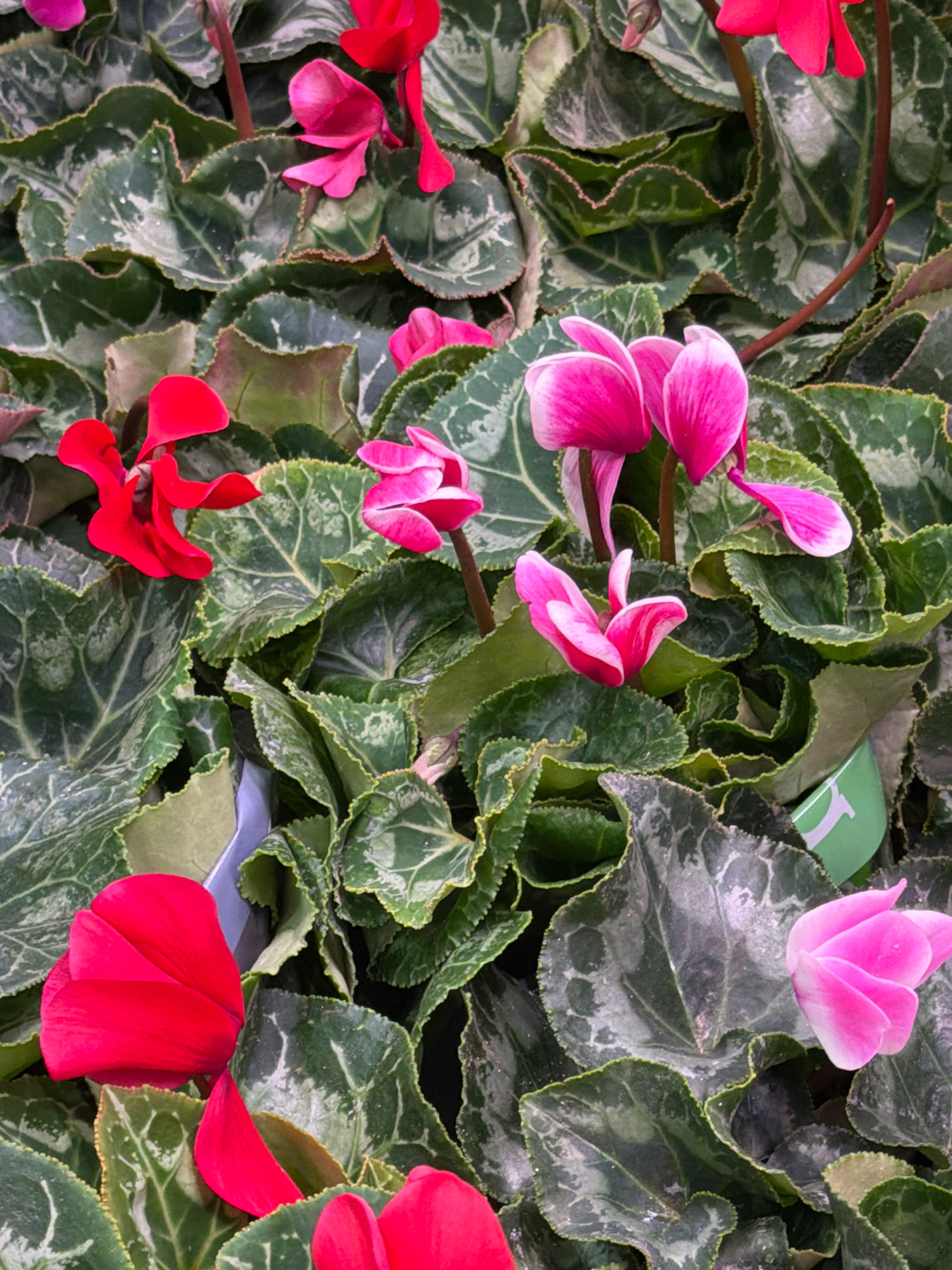 The image displays a close-up, overhead view of cyclamen plants, characterized by their distinctive heart-shaped, variegated green leaves and brightly colored, delicate flowers. The flowers are primarily in shades of vibrant pink and red. Some flowers are fully open, revealing their intricate petal structures, while others are still in bud form. The leaves have a marbled pattern of lighter green and white against a darker green background, with subtly serrated edges. The overall impression is one of lush foliage and abundant blooms, suggesting a well-maintained garden or nursery setting. There are no people visible in the image, and no specific urban landmarks are identifiable, making it impossible to pinpoint a location within a city. The lighting appears to be natural, casting soft shadows that highlight the textures of the leaves and petals.