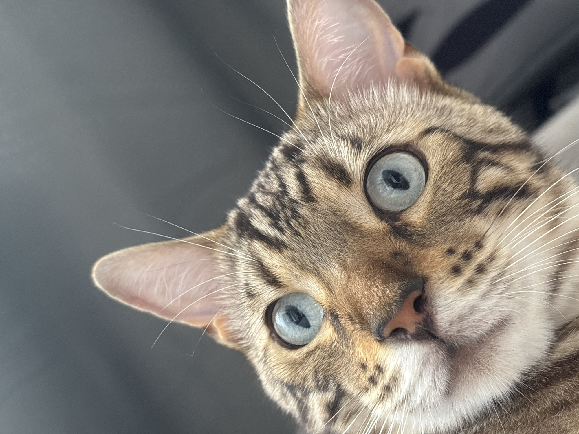 A close-up, low-angle shot focuses on the head of a Bengal cat. The cat has striking blue eyes and characteristic spotted brown and black markings. Its ears are alert, and prominent white whiskers fan out from its muzzle. The background is a dark, blurry gradient, suggesting an indoor environment. There is no information in the image to indicate its location in Noviy, Russia.