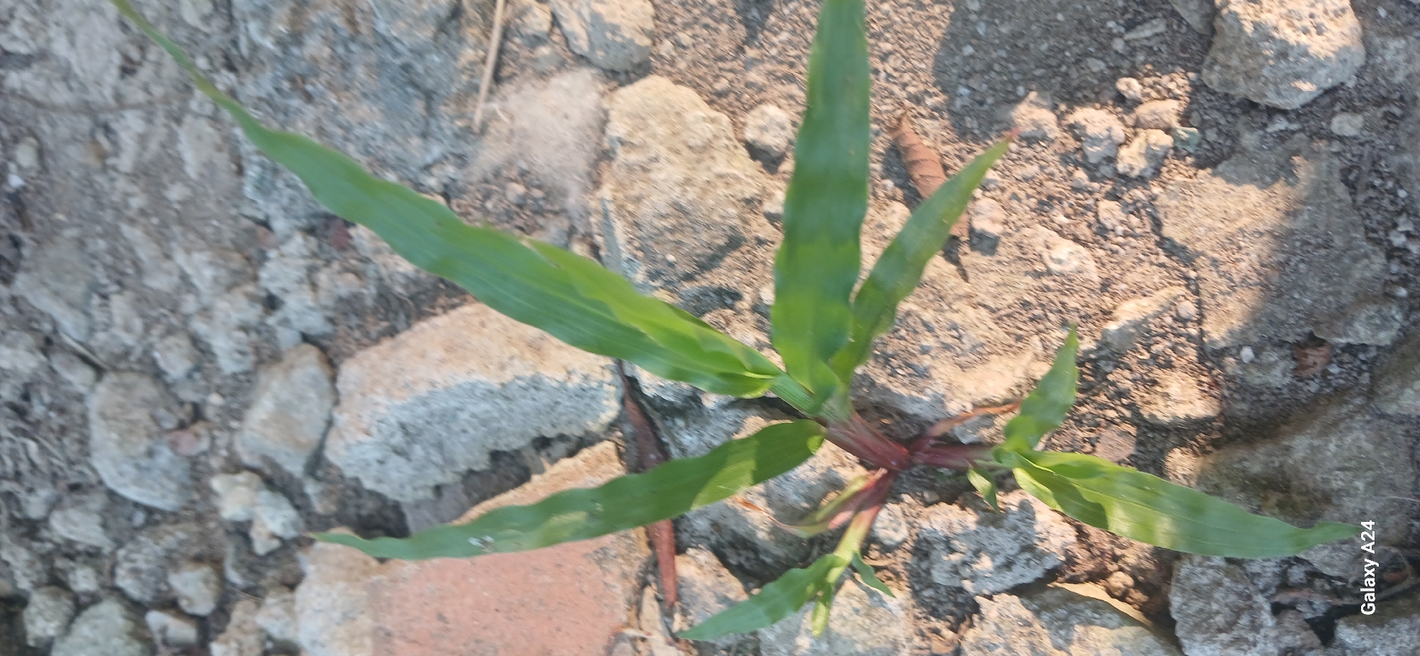 The image shows a small green plant with reddish stems growing out of cracked ground composed of dirt and broken bricks. The plant has several long, pointed leaves. The ground is uneven and appears dry. The scene is lit by sunlight, casting shadows. The watermark "Galaxy A24" is visible in the bottom left corner. The location is stated to be Kuwarisan, Indonesia.
