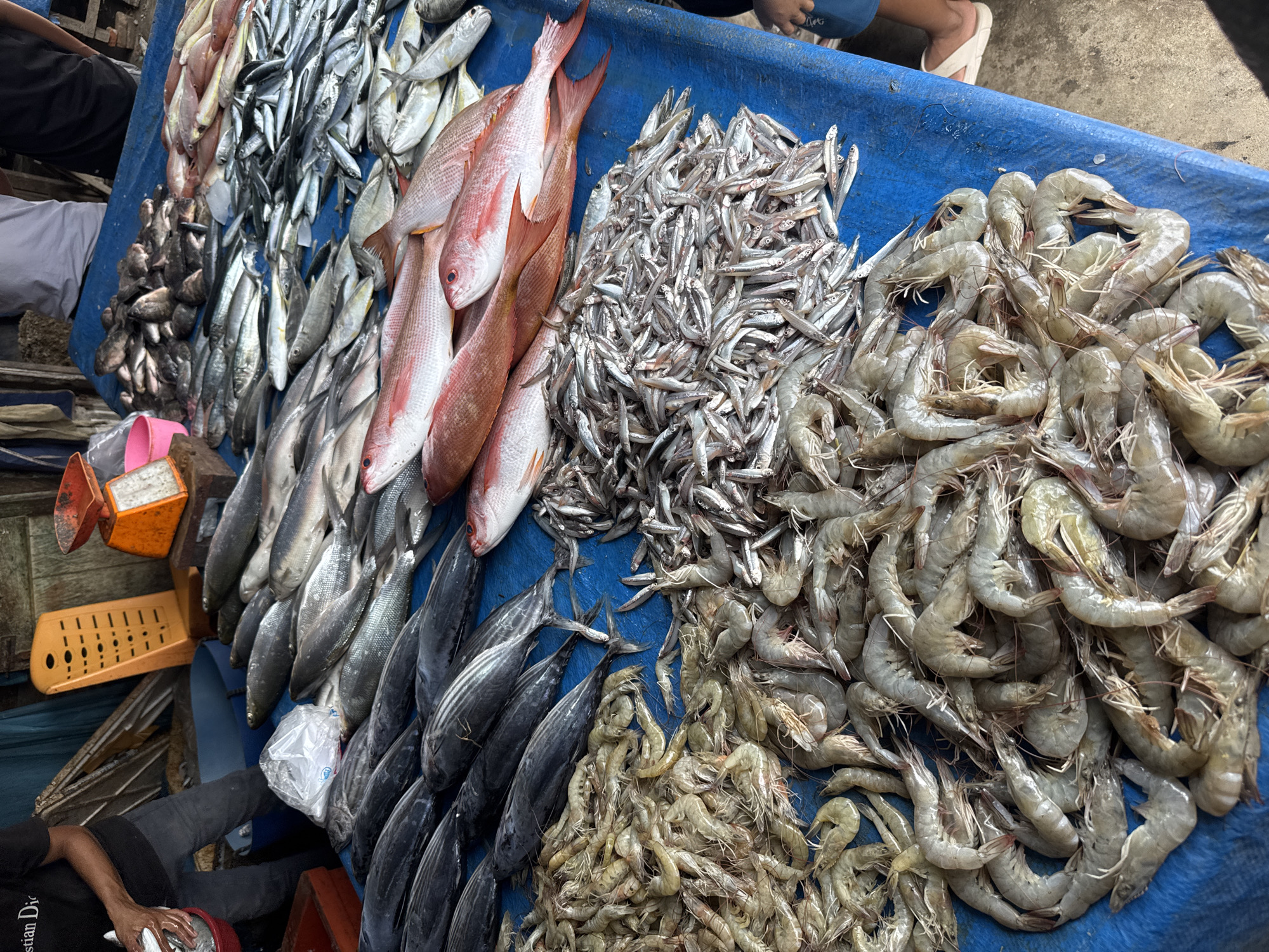 A close-up, high-angle shot shows a vibrant, bustling fish market in Deah Pangwa, Indonesia. The foreground is dominated by a large pile of fresh, raw shrimp, their translucent shells glistening. To the right of the shrimp, a smaller pile of tiny silver fish, likely anchovies, are tightly packed together. Behind these, a variety of larger fish are neatly arranged on a blue tarp. Among them are several red snapper with their distinctive pinkish-red scales and prominent eyes. Darker, striped fish, possibly tuna, are also visible, along with other silvery fish of varying sizes. A vendor, partially visible in the upper left, is seen holding a red bucket and appears to be handling fish. In the background, an orange mechanical scale and a yellow measuring tool are present. The overall impression is one of abundance and fresh seafood.