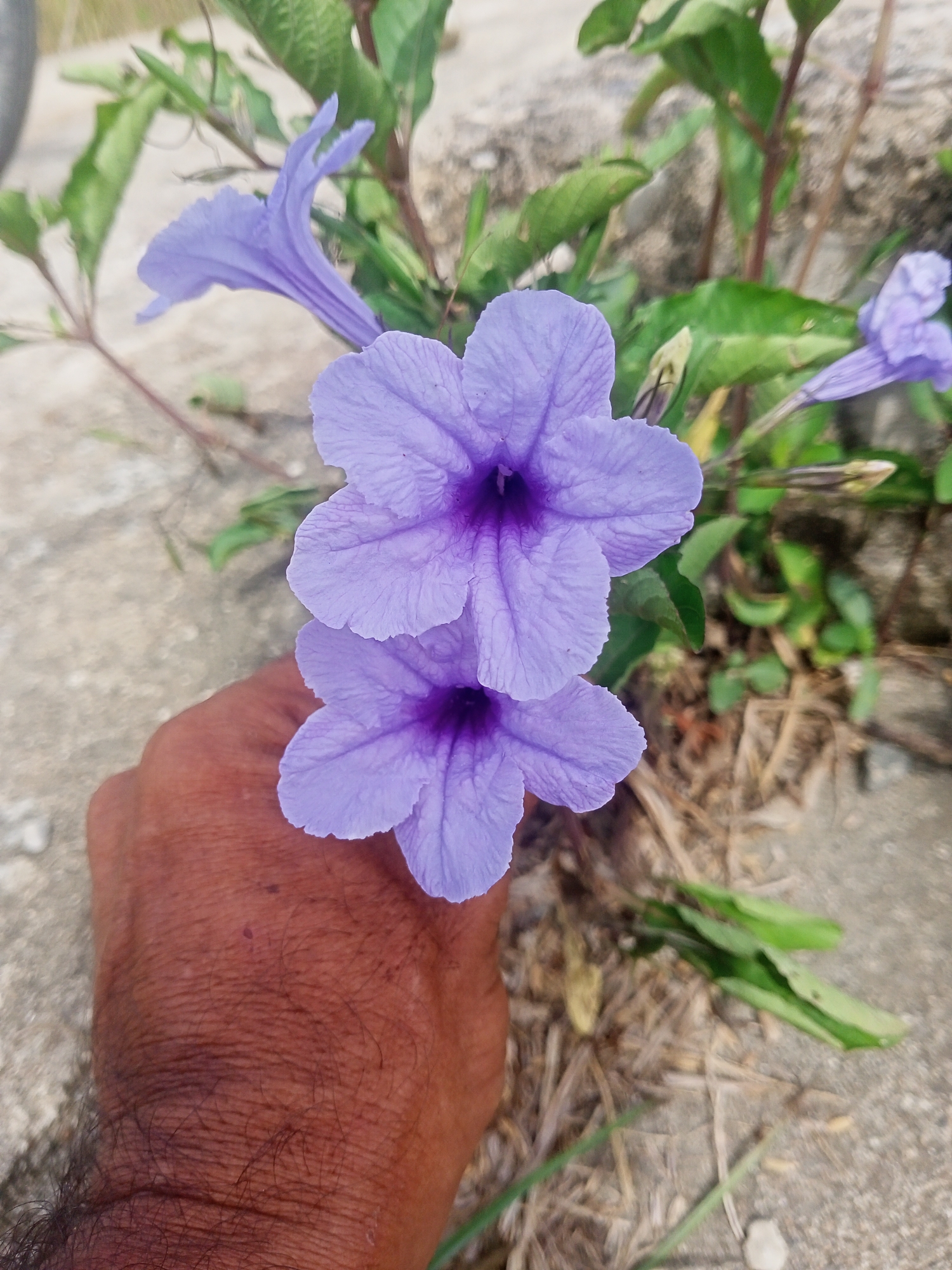 A close-up shot shows a brown hand holding two purple flowers. The flowers are in focus, and other purple flowers, stems, and green leaves can be seen in the background. The background is blurred, showing concrete and dead leaves. The location appears to be outdoors in Dayahlhoksukon Barat, Indonesia.