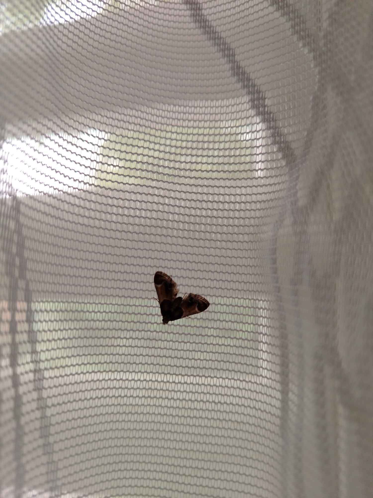 A brown moth with patterned wings is attached to a sheer white fabric, possibly a screen or curtain. The fabric is a mesh with a hexagonal pattern. Through the fabric, a blurred green and grey background is visible, suggesting an outdoor environment. The image is taken from a close-up perspective, with the moth being the central subject. The lighting appears to be natural, with some bright areas and shadows cast on the fabric. The scene is devoid of any human presence or identifiable landmarks that would indicate a specific location within the city of Stavropol, Russia.