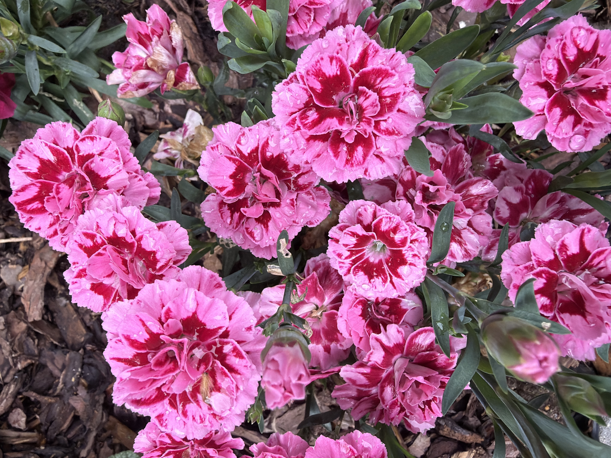 The image depicts a cluster of pink and red carnation flowers with green leaves. The flowers are in full bloom and appear fresh with water droplets on their petals. The background consists of dark brown mulch. The location is likely a garden or flower bed, but the specific details suggesting it's in Sofia, Bulgaria, are absent.