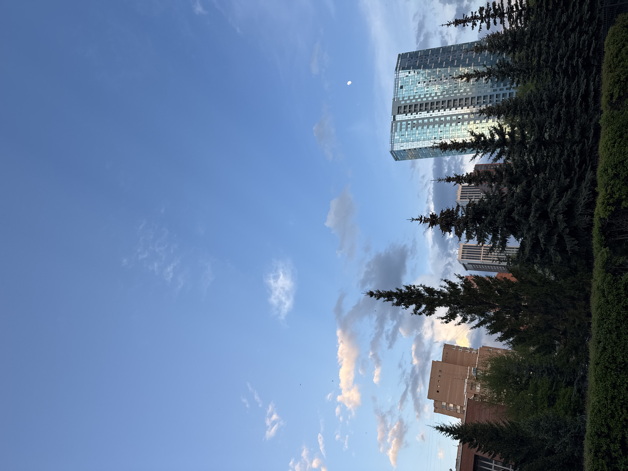 The image shows a view looking up towards the sky in what appears to be an urban area. The sky is mostly blue with scattered clouds, and a small sliver of the moon is visible. The foreground contains dense evergreen trees and a trimmed hedge. Behind the trees, there are buildings of various heights. The tallest building has a modern glass facade reflecting the sky. Other buildings are constructed of brick and concrete. The image is oriented vertically. There are no people visible in the image. While Novosibirsk, Russia, is in the question, the location cannot be confirmed from the image.
