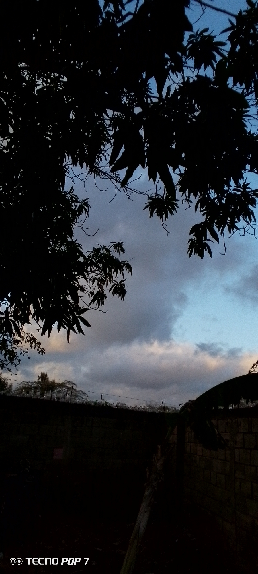 The image depicts a dimly lit outdoor scene in Altagracia, Venezuela at dusk or dawn. The foreground is shrouded in darkness, obscuring details except for a partial view of a brick wall and a fallen palm frond. Above, silhouetted branches and leaves of a tree frame a sky with a mix of light blue and grey clouds. The skyline shows glimpses of distant buildings and trees. The "TECNO POP 7" watermark appears in the bottom left corner.