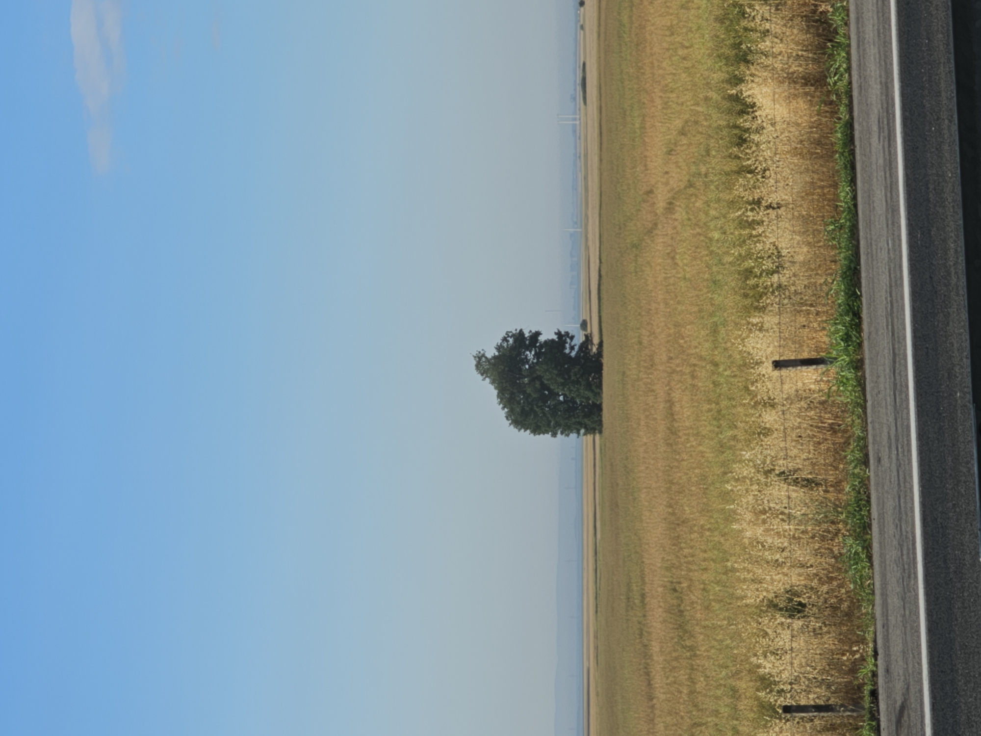 The image depicts a rural landscape with a vast, golden-brown field dominating the foreground and mid-ground. A lone, dense tree with dark green foliage stands prominently in the center of the field. In the distance, a hazy horizon is visible, suggesting a flat terrain with possibly a body of water and a few indistinct structures, which could include wind turbines or power lines, hinting at the outskirts of Загорци, Bulgaria. The sky is a clear, pale blue with a faint wisp of a cloud on the upper right. The foreground shows a section of a paved road with a white line, bordering a dry, grassy embankment with a wire fence supported by wooden posts. The overall impression is one of open space and natural scenery.
