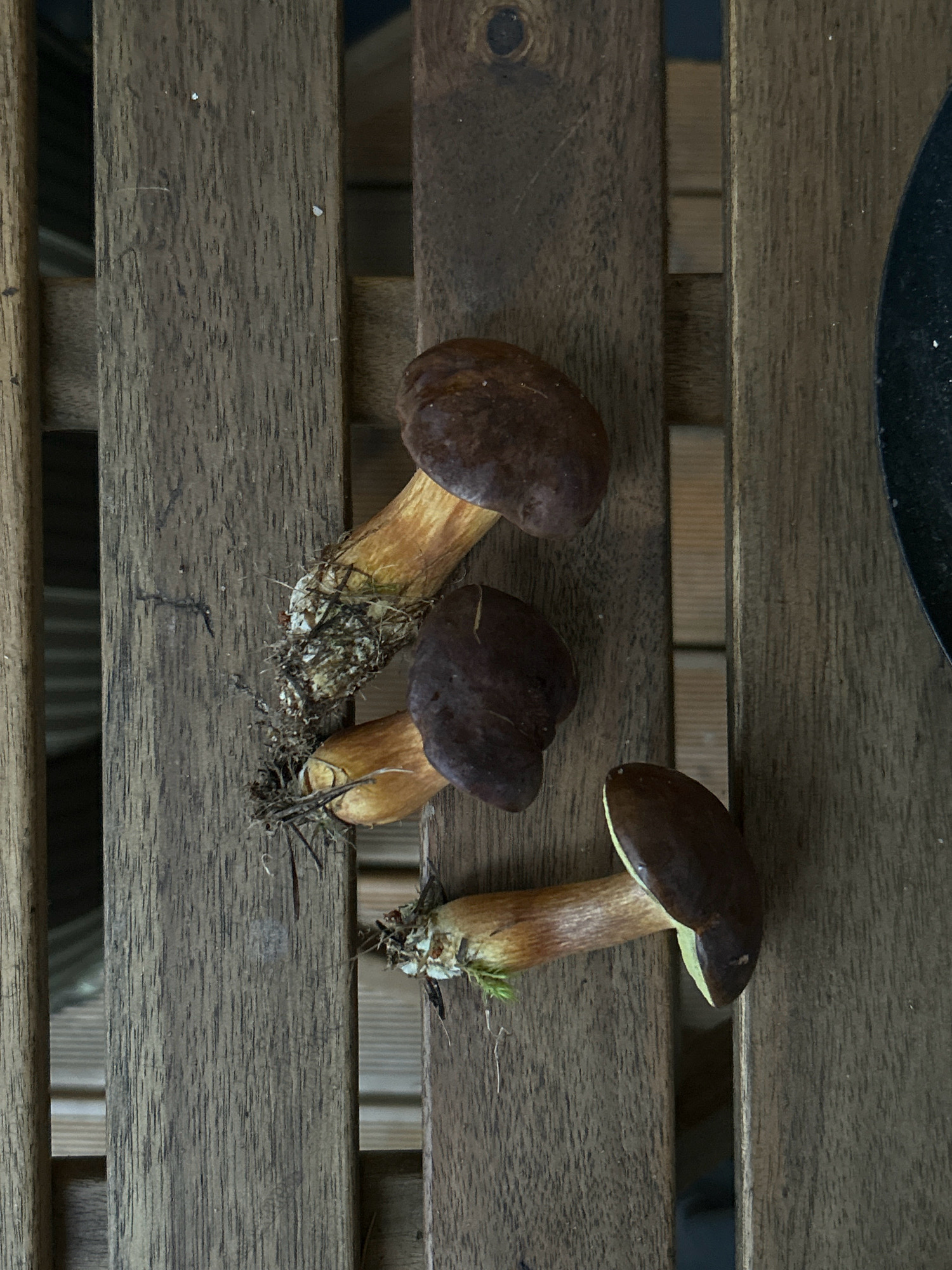 Three brown mushrooms with yellow stems are arranged diagonally on a weathered wooden surface. The surface appears to be a slatted wooden table or deck. The mushrooms are clustered together, with the stems appearing to emerge from soil or debris. The background is dark and out of focus, suggesting an outdoor setting. The image is taken from a top-down perspective. The location is not discernable from the visual information provided.