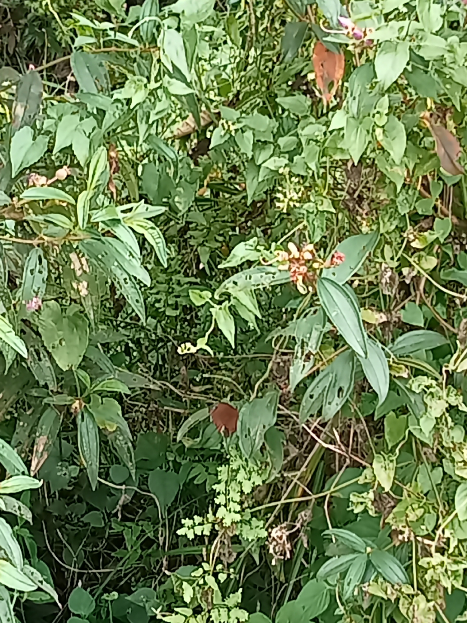 The image displays a dense patch of foliage, characterized by various shades of green leaves, some of which exhibit damage such as holes. Among the greenery, there are small clusters of reddish-brown flowers, suggesting a natural environment, potentially within the city of Teluk Kenidai, Indonesia. The scene is entirely composed of plants and vegetation, with no human presence or discernible man-made objects. The lighting appears to be natural, indicating an outdoor setting.