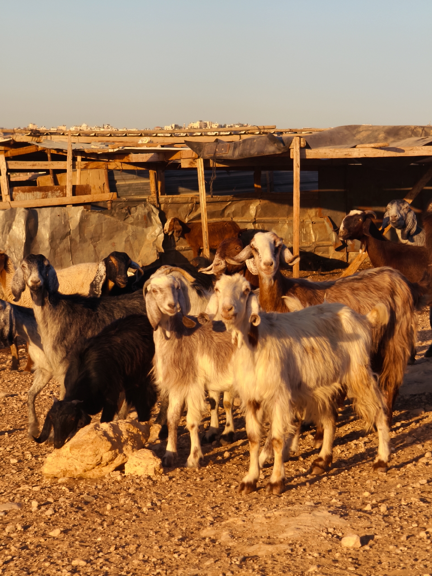 A herd of goats stands on a gravelly ground in front of a simple wooden shelter. The shelter has a corrugated metal roof and wooden beams. In the background, a distant cityscape with low-rise buildings is visible under a clear sky. The lighting suggests it is either sunrise or sunset, casting long shadows and illuminating the goats and their surroundings with a warm glow. The goats, of various ages and colors, appear to be looking towards the camera. Some are standing, while others are bending down, possibly grazing or interacting with each other. The scene is set in Keidar, Palestinian Territories.