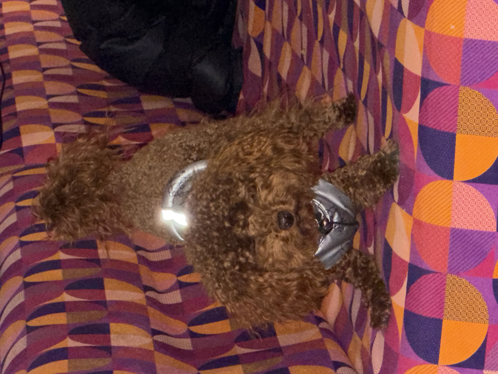 A brown poodle dog wearing a grey reflective vest is lying on a patterned blanket with shades of purple, orange, and pink. A portion of a black object, potentially clothing or a bag, is visible in the upper left corner of the image. The setting is indoors. There is no indication of the city of Sofia, Bulgaria, in the image.