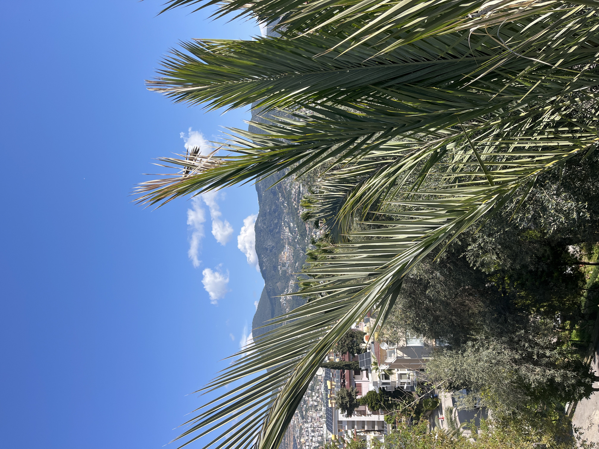The image shows a view in Alanya, Turkey, featuring a mountain partially obscured by palm fronds. The sky is clear blue with scattered cumulus clouds. In the midground, buildings with solar panels on their roofs are visible among green trees and other vegetation. A road cuts through the urban area. The primary focus of the image is the palm fronds, which are in sharp focus and positioned in the foreground.