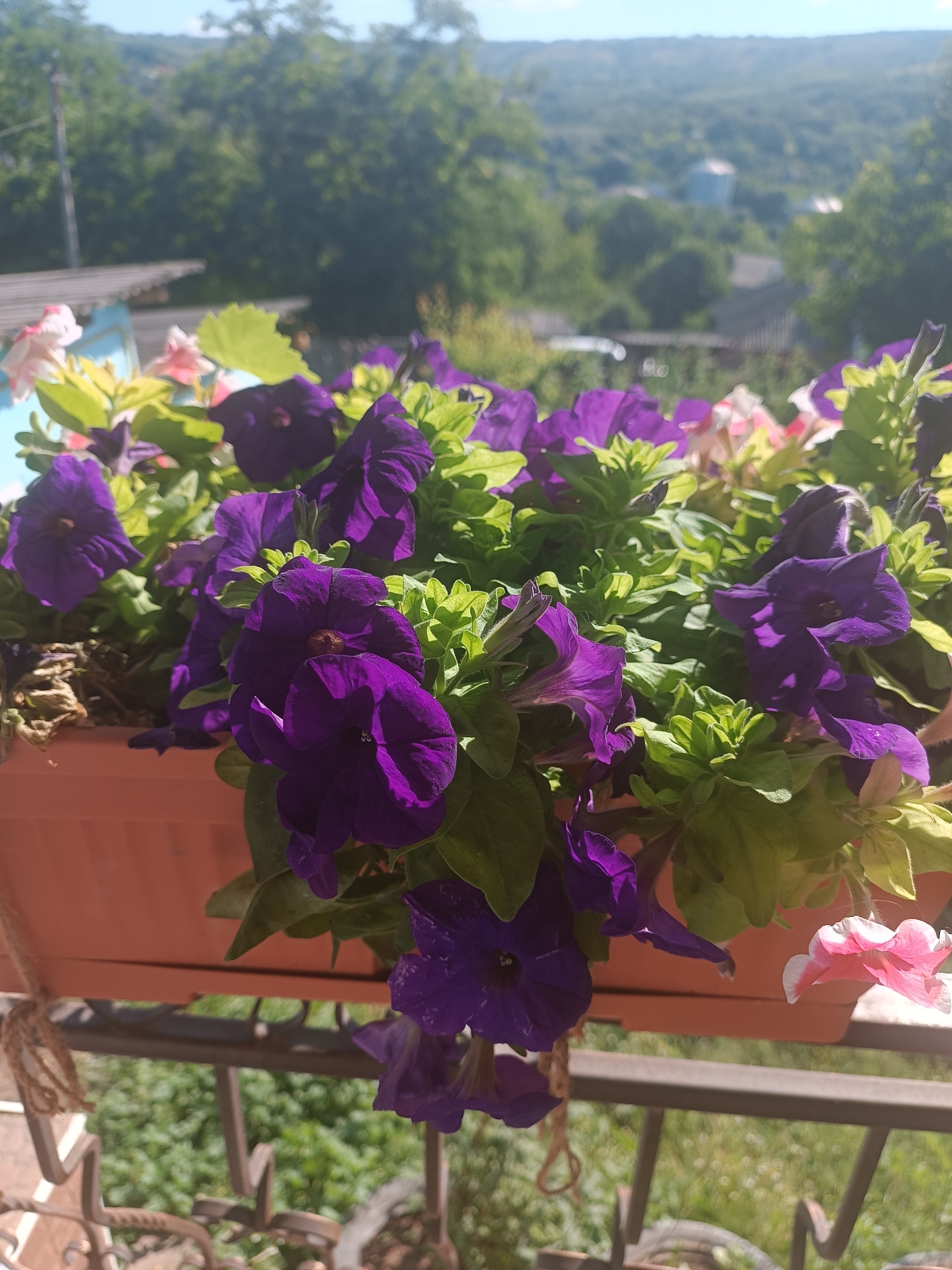 This image shows a close-up of a flower box filled with vibrant purple petunias and some pink petunias. The flower box is made of terracotta-colored plastic and is hanging on a balcony railing. In the background, a blurred landscape of green trees and buildings suggests a rural or suburban setting, consistent with Cristești, Moldova. The scene is captured on a sunny day, with clear blue skies and soft sunlight illuminating the flowers and foliage. There are no people or specific actions depicted in the image.
