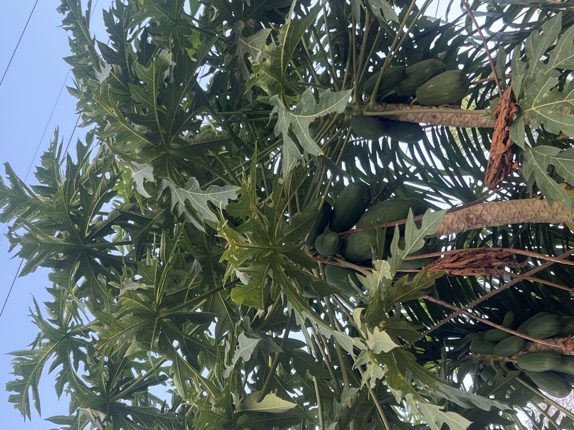 The image shows a close-up view of a papaya tree with unripe green papayas hanging from its branches. The leaves of the tree are large and deeply lobed, characteristic of a papaya plant. The papayas are clustered together, and some appear to be larger than others, indicating different stages of growth. The bark of the tree is visible, with a rough texture. The background is a clear blue sky, with some thin wires or cables running across the top of the frame. There are no people or animals visible in the image. The scene is likely outdoors in a tropical or subtropical climate, consistent with the presence of a papaya tree. The mention of "Payaman, Indonesia" suggests this image was taken in that specific location.