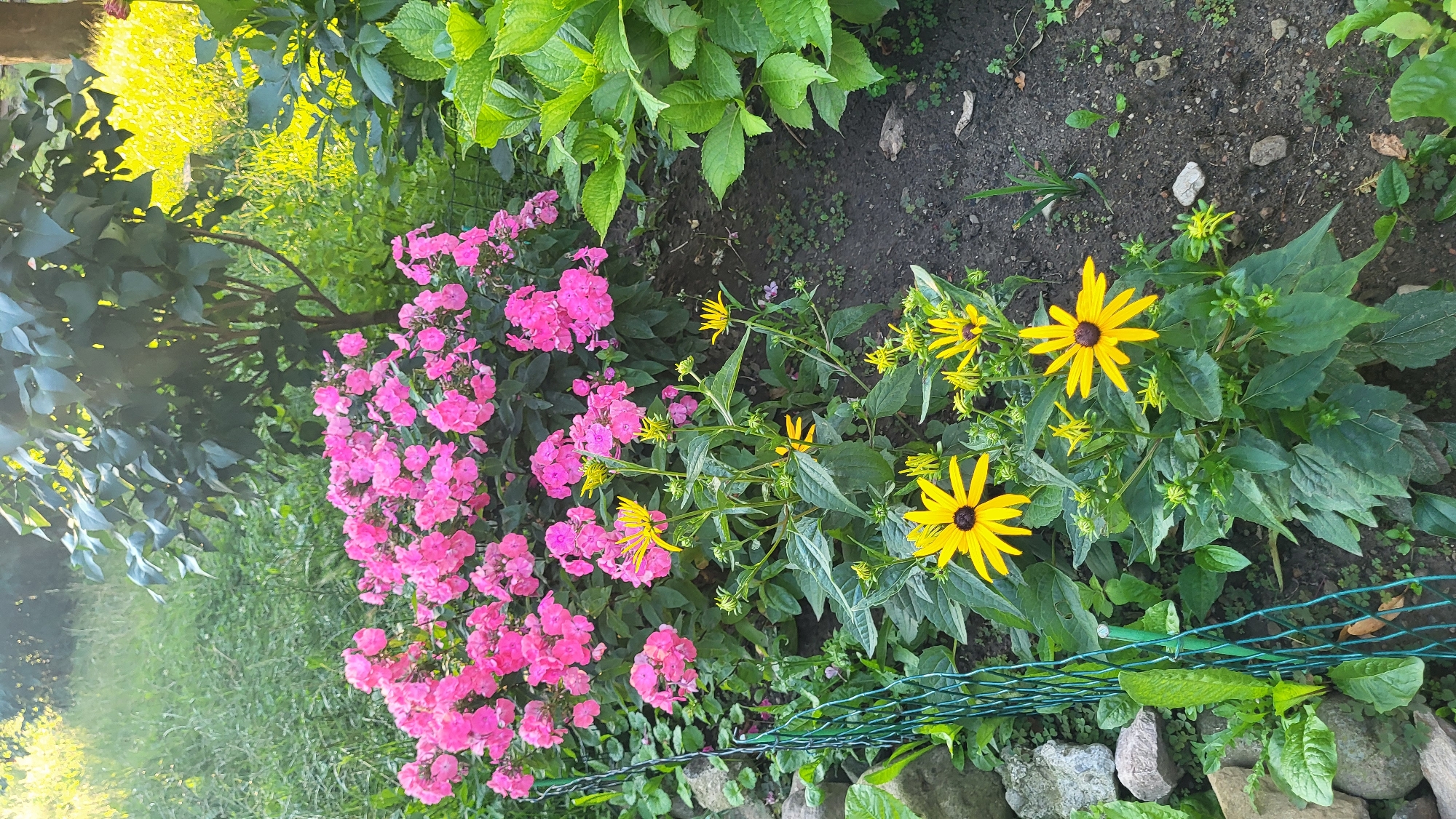 The image depicts a garden scene with a variety of flowers. In the foreground, several yellow coneflowers with dark centers are in bloom, with some buds visible. Behind them, a large cluster of pink phlox flowers forms a dense mass. To the right, large green leaves, likely from a hydrangea plant, are prominent. The garden bed appears to be mulched with dark soil, and some small green plants and stones are scattered throughout. A green wire fence runs along the left side of the frame. In the background, a tree with dark green leaves stands against a backdrop of blurred green foliage and yellow light, possibly from the sun. The scene is set outdoors, likely in a residential garden. The image does not contain any people, animals, or specific landmarks that would indicate its location within the city of Prešov, Slovakia.