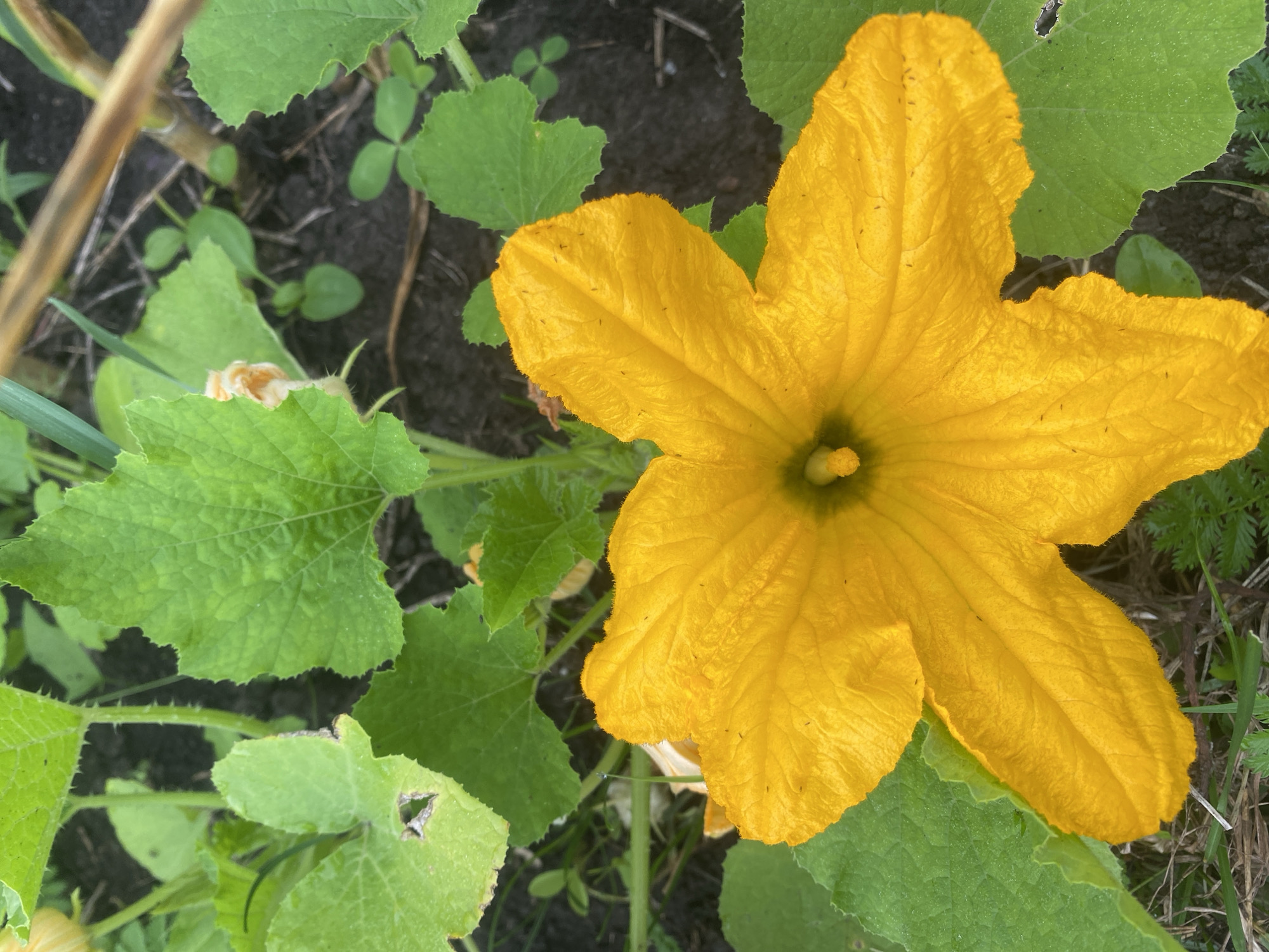 An extreme close-up shot captures a bright yellow, five-petaled squash blossom. The flower, situated in the lower center of the frame, displays delicate, textured petals with a slightly fuzzy edge. Within the blossom's center, a small, greenish-yellow pistil is visible. The blossom is surrounded by large, vibrant green leaves, characteristic of a squash plant, which fill the majority of the image. Some of these leaves show signs of wear, with small holes and dried, brownish edges. The background consists of dark soil, interspersed with small green sprouts and dry, thin brown stalks, suggesting a garden or field environment. The image does not contain any people or indications of human activity. The overall scene is natural and focused on the botanical details of the flowering plant. The location of Tolbazy, Russia, is not visually represented in the image itself.