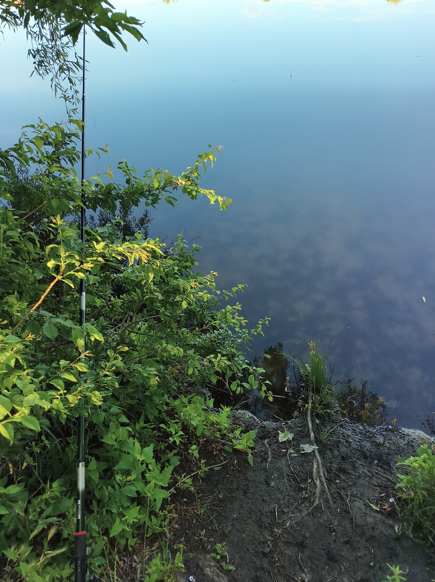 A fishing rod is leaning against lush green foliage on the bank of a body of water. The water is calm and reflects the pale blue sky. The bank is composed of dark soil with visible roots and some dry grass. The scene appears to be a natural setting within or near the city of Kyiv, Ukraine, possibly a park or a quiet waterfront area. There are no people present in the image.