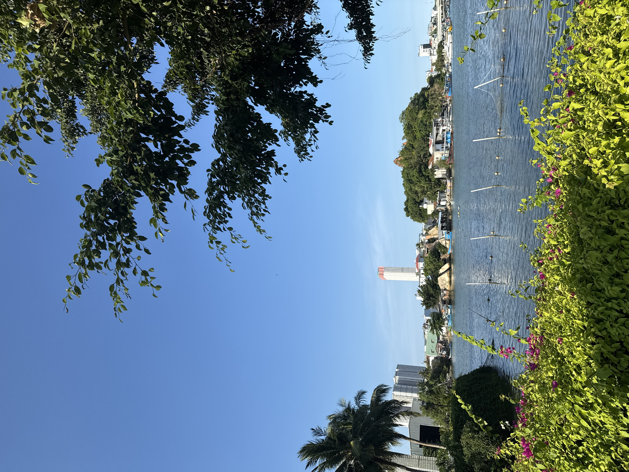 The image captures a scenic view of the Cai River in Nha Trang, Vietnam, looking towards the city's skyline. In the foreground, lush green foliage and vibrant pink flowers create a natural border along the riverbank. The river itself is calm, reflecting the clear blue sky. Several white poles and buoys are scattered across the water, suggesting a possible aquaculture or fishing area.
In the mid-ground, the river is dotted with various boats, some docked and others appearing to be in transit. The shoreline features a collection of buildings, ranging from small, traditional structures to taller, more modern buildings. A prominent white skyscraper with a red band near its top stands out against the horizon, likely a landmark. A green hill covered in trees and dotted with buildings, possibly a temple or pagoda, rises on the right side of the river.
The background is dominated by a clear, bright blue sky, with some distant buildings and a bridge visible on the far right. A large tree with dense green leaves extends from the upper right corner of the frame, partially obscuring the sky and the distant view. To the left, palm trees are visible, adding to the tropical atmosphere. The overall impression is one of a sunny day in a coastal city, where natural beauty blends with urban development.