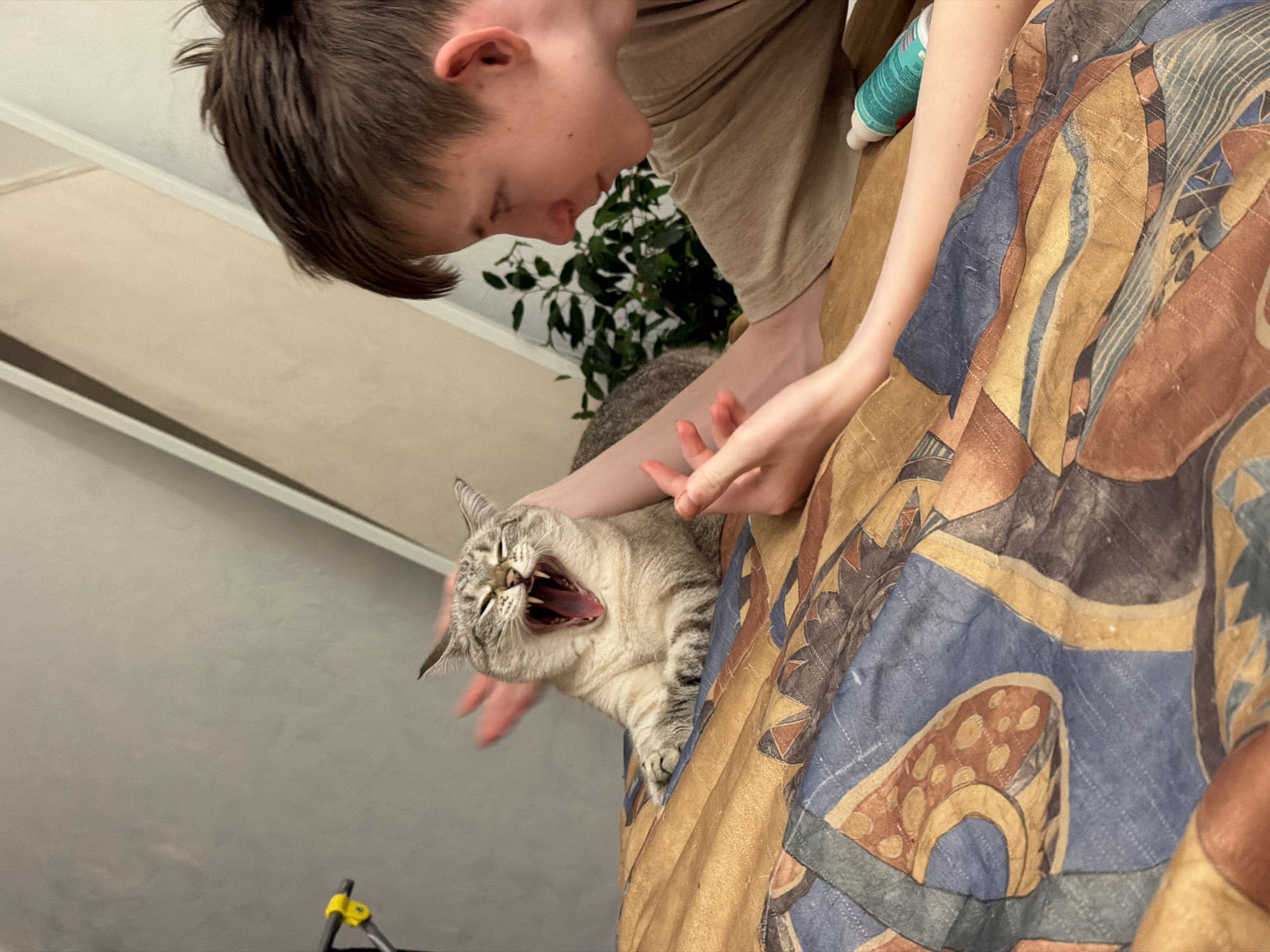 The image, taken in Perm, Russia, captures an intimate indoor scene from a low-angle perspective. The primary subjects are a young person and a cat, situated within a domestic setting.
The person, a young individual with short brown hair and wearing a light-colored t-shirt, is positioned at the top left of the frame, leaning down as if interacting with the cat. Their left arm is extended towards the feline, with fingers visible near its head.
The cat, a light-colored tabby with distinct stripes, is the focal point on the right side of the image. It is captured in the midst of a wide yawn, its mouth agape to reveal sharp teeth and a pink tongue, with its eyes mostly closed. The cat is resting on a vibrantly patterned blanket or duvet cover, which features abstract designs in shades of blue, brown, gold, and black.
In the background, behind the person's arm, a green houseplant is visible. On the patterned blanket, a white and teal bottle, possibly containing a personal care product, is partially visible, though its label text is illegible. The lighting suggests an indoor environment. At the very bottom edge of the frame, a yellow and black object, possibly part of a stand or piece of furniture, is partially obscured. The scene depicts a casual moment of interaction between the person and the yawning cat, conveying a sense of domesticity.