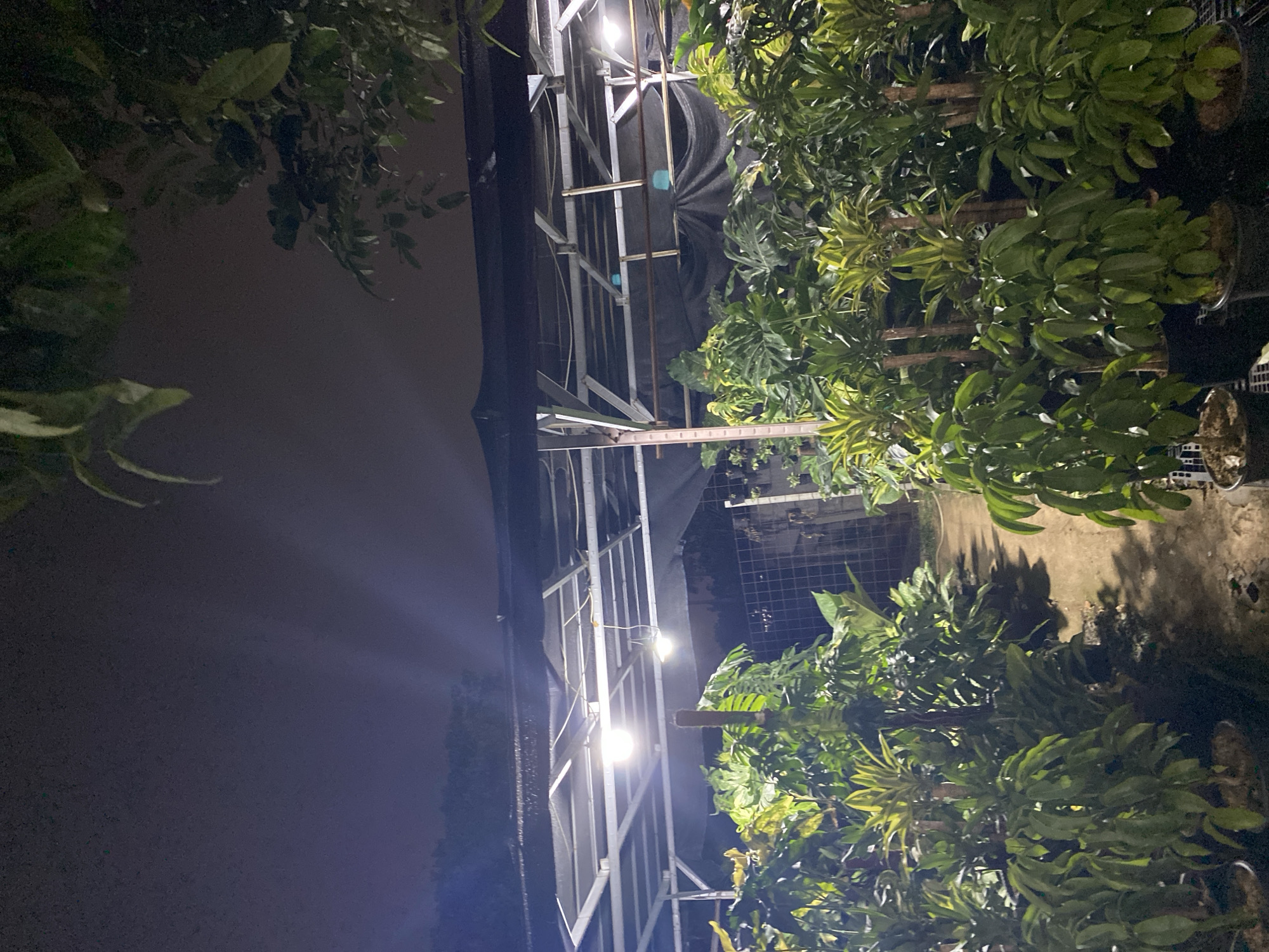 The image depicts an outdoor plant nursery at night, illuminated by artificial lights. The nursery appears to be located in South Tangerang, Indonesia, as suggested by the context. The scene features rows of potted plants, including what seem to be young trees and larger leafy plants. A covered structure, likely a greenhouse or shade house, is visible, supported by metal framing and covered with black netting. Two bright lights hang from the structure, casting a glow on the plants below. The ground is a mix of dirt and some paving. In the background, a chain-link fence and a dark, silhouetted treeline are discernible. The overall atmosphere is serene and dimly lit, characteristic of a plant nursery operating after dark. There are no people visible in the image.