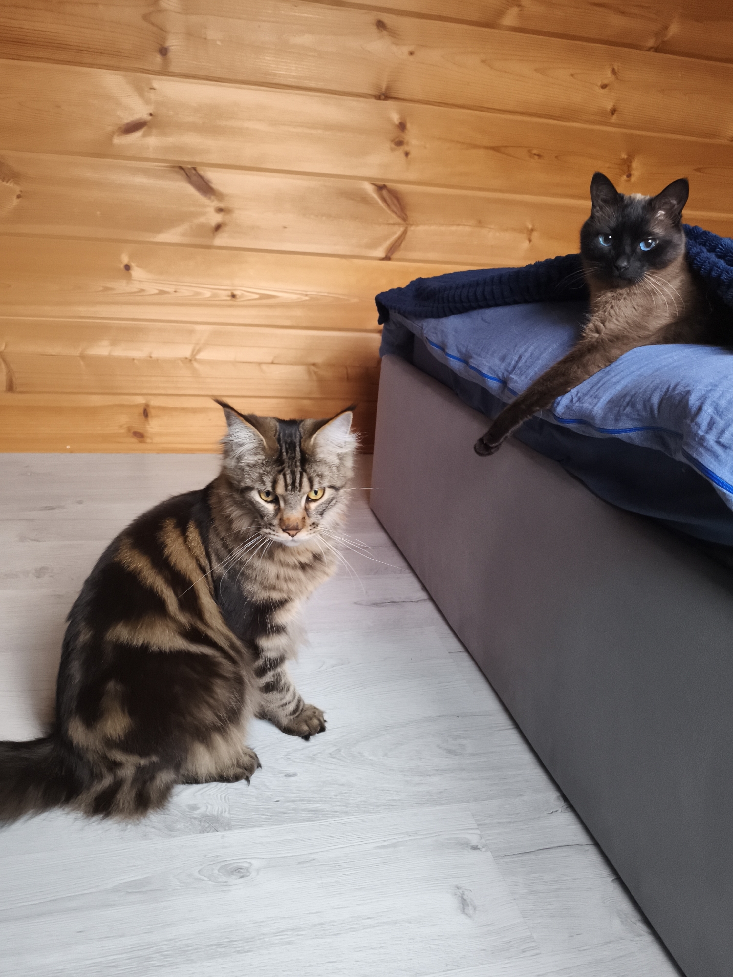 The image depicts two cats inside a room with wooden walls and a light-colored wooden floor. A tabby cat is sitting on the floor near the left side of the frame. A Siamese cat is lying on a blue bed in the upper right of the frame. The location is likely in the Русский Вожой, Russia, as requested.