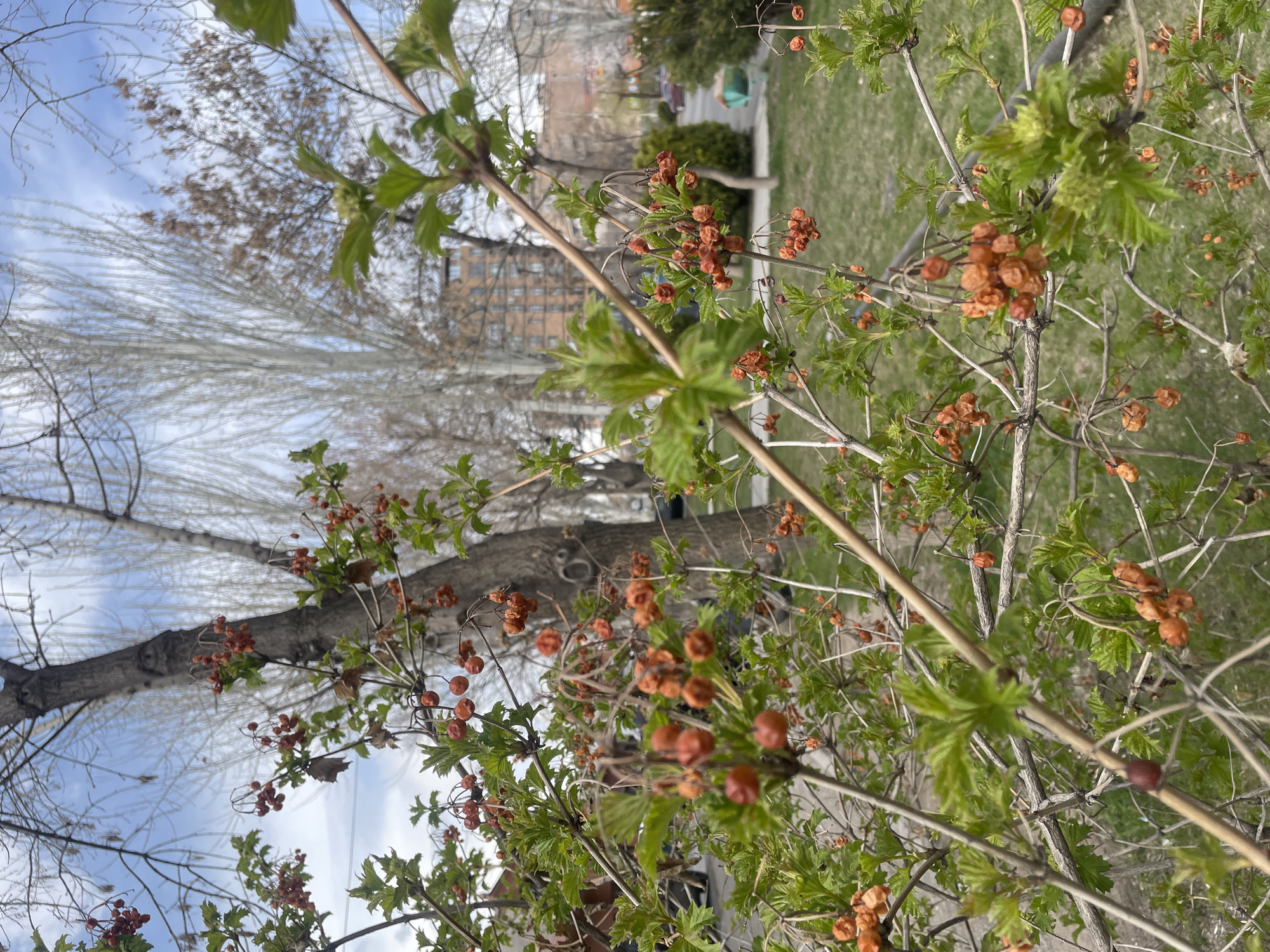 The image shows a tree branch in Yerevan, Armenia, with budding green leaves and clusters of brown berries. In the background, there is a blurred cityscape with buildings, trees without leaves, a patch of green grass, and a glimpse of a blue sky with clouds. The scene appears to be in a park or residential area.