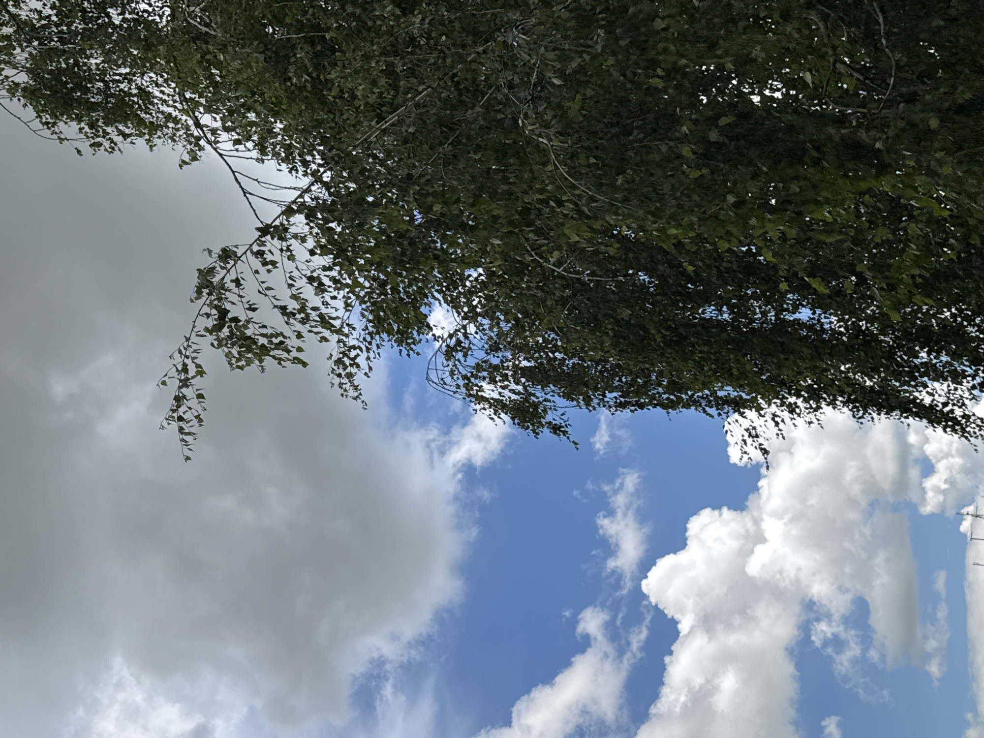 The image depicts a tree with dark green foliage and branches against a sky filled with white and grey clouds. The sky is predominantly blue, with some areas of lighter blue and patches of sunlight visible through the clouds. The tree's branches hang down, creating a curtain-like effect with its leaves. In the lower part of the image, hints of structures are barely visible, possibly indicating a location on the outskirts of a settlement or rural area. The overall scene suggests an outdoor environment, likely during daytime with variable cloud cover.