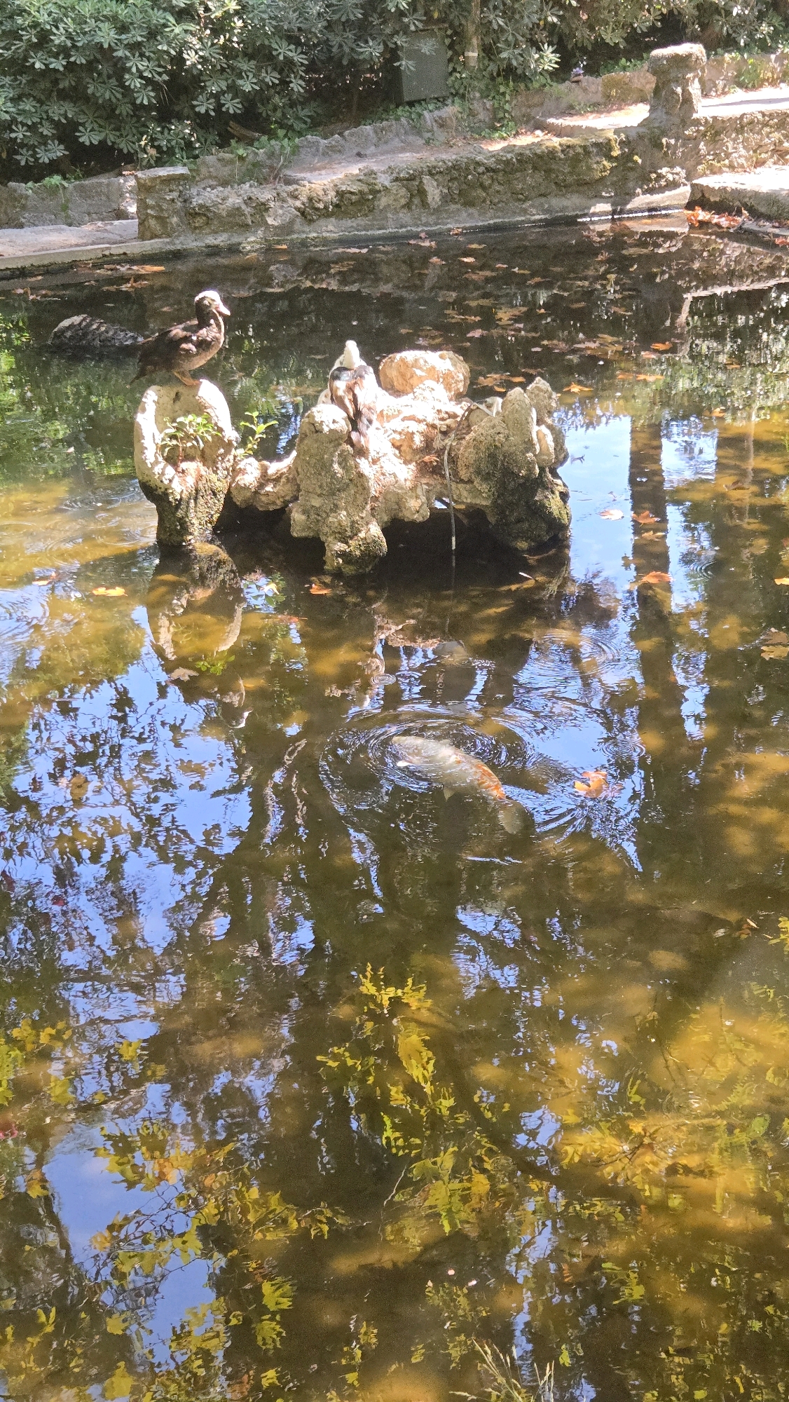 The image depicts a pond in the Municipal Unit of Rhodes, Greece, featuring a small rocky island in the center. On the island, two ducks are present, one with dark plumage and a white head, and another with darker feathers. A koi fish, with orange and white markings, is swimming in the pond, creating ripples on the water's surface. The pond is surrounded by lush green foliage and trees, with sunlight casting reflections and shadows on the water. The water appears somewhat murky, with fallen leaves scattered across its surface. The overall scene suggests a tranquil natural setting within a park or garden.