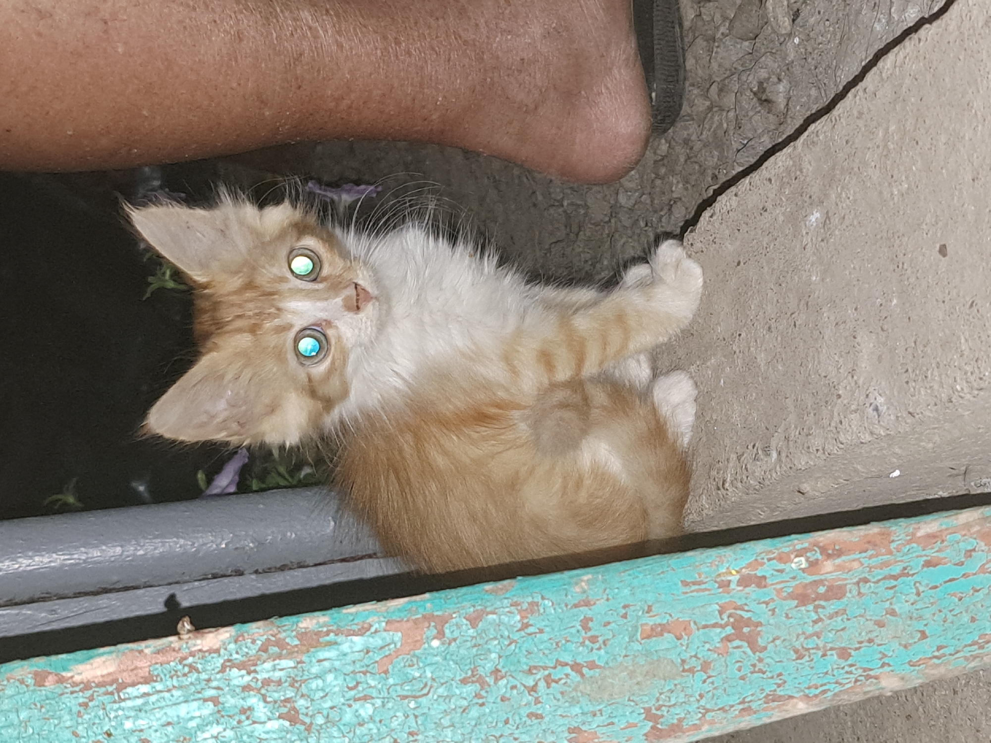 A ginger and white kitten with luminous green and blue eyes sits on a concrete ledge. To the left, a weathered teal-colored wooden post is visible, and to the right, a human leg and foot wearing a dark sandal are present. The background is dark and indistinct, with some dark foliage and a hint of purple flowers. The scene appears to be outdoors, possibly in a rural or suburban setting in Vypasne, Ukraine.