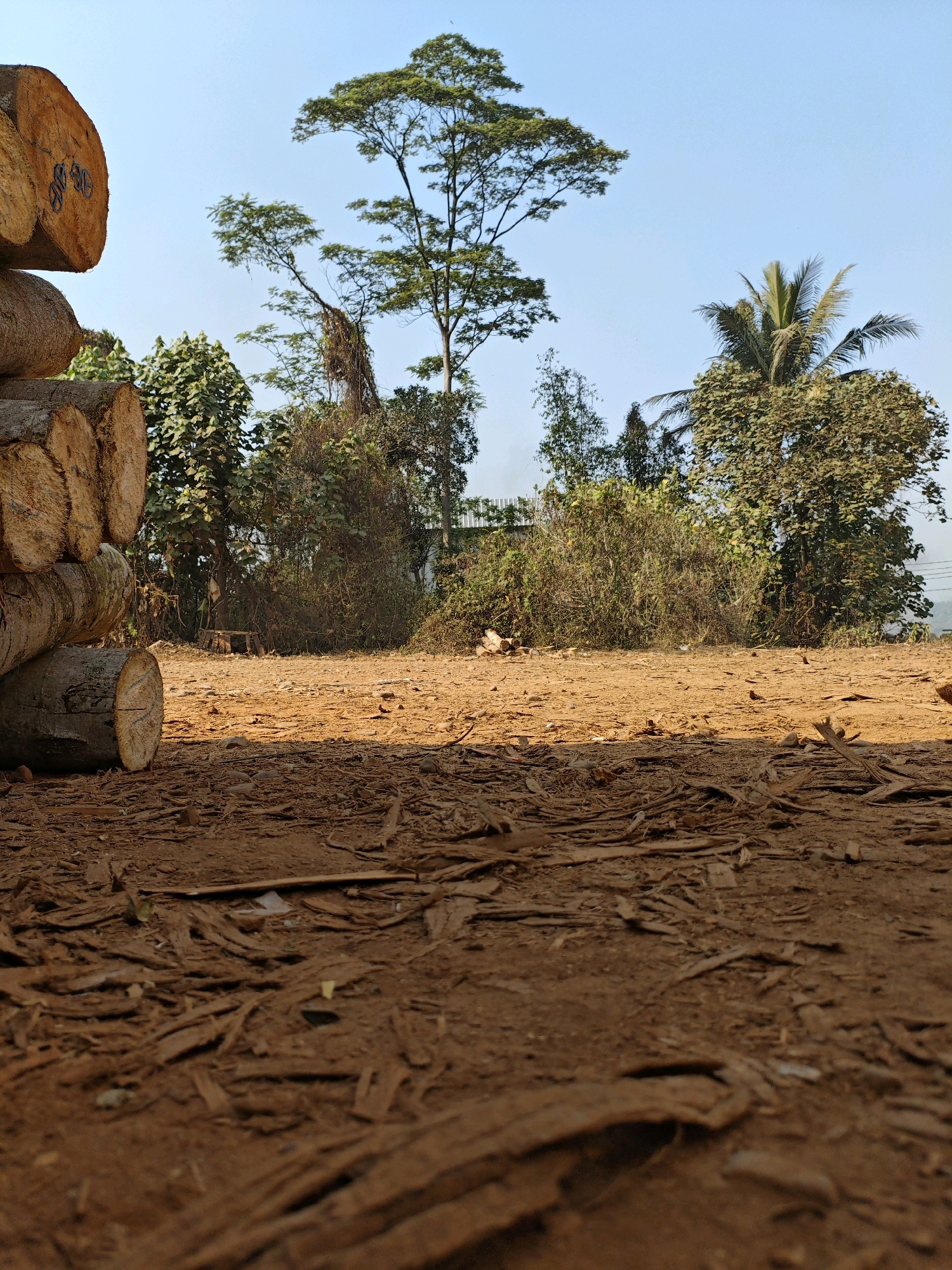 The image depicts a close-up, low-angle view of a dirt path covered with dry leaves and twigs in Penundan, Indonesia. In the foreground, a stack of cut logs rests on the left side of the frame. Beyond the immediate path, a dense area of trees and foliage forms a backdrop under a clear blue sky. A tall, slender tree with a full canopy stands prominently in the mid-ground, with a coconut palm visible to its right. The scene suggests a rural or semi-rural setting, possibly a logging area or a clearing in a wooded region.