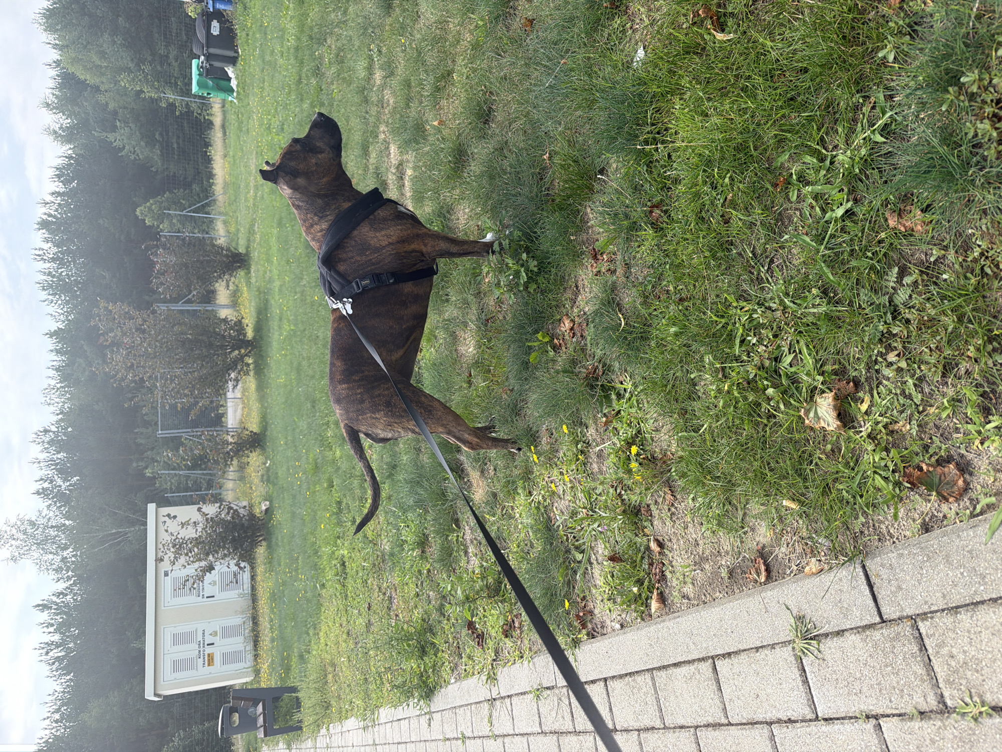 A brindle-colored dog stands on a grassy area next to a paved walkway. The dog is wearing a black harness and is attached to a black leash. In the background, there is a small utility building with electrical equipment visible through its doors. To the left of the building is a park bench and a trash receptacle. Further in the background, there is a chain-link fence, trees, and a wooded area. The environment suggests a public park or an industrial area adjacent to a natural landscape. The image was taken in the city of Polesie, Poland.
