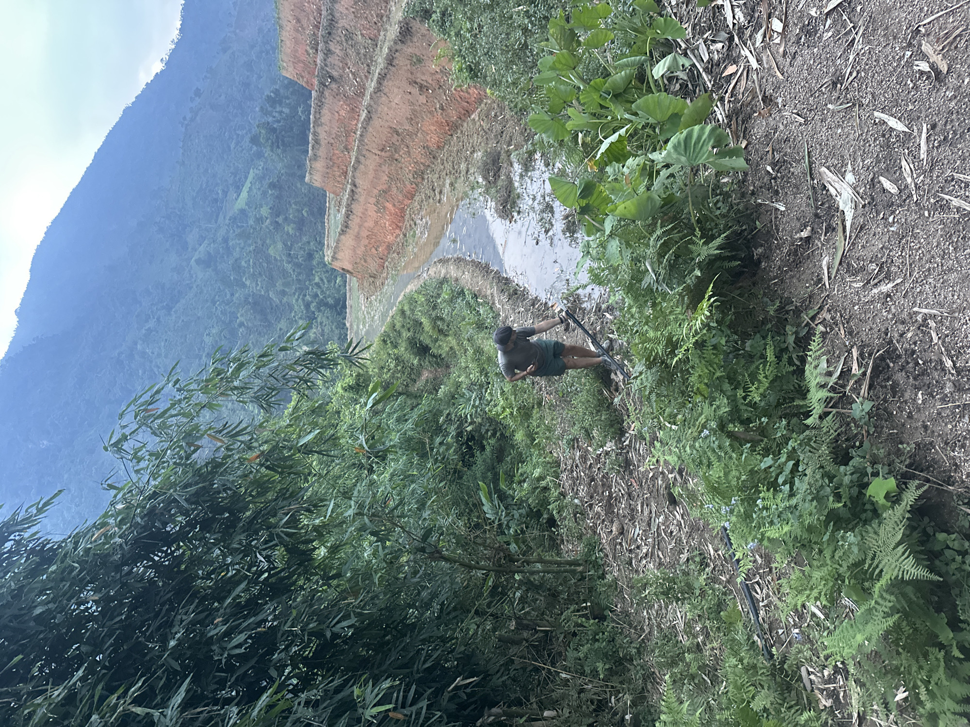 The image presents a vibrant, mountainous landscape, likely depicting a rural scene in Nậm Dịch Commune, Vietnam, given the characteristic terraced fields. The scene is viewed from a slightly elevated perspective, looking down towards agricultural terraces and across a valley.
In the foreground, a person is walking on a narrow dirt path that runs diagonally across the frame. The individual is dressed in practical outdoor attire, including a dark t-shirt, shorts, and a baseball cap, and appears to be carrying a long stick or tool. The path is bordered on the left by dense, wild foliage, including tall bamboo shoots with numerous leaves and various species of ferns, indicating a lush, possibly tropical, environment. The ground on and around the path is covered with dry leaves and organic debris.
The mid-ground is dominated by a series of reddish-brown terraced fields, characteristic of rice paddies in mountainous regions. Some of these terraces are partially flooded with water, creating reflective surfaces, while others show exposed earth. These fields descend in steps down the hillside, suggesting active cultivation.
In the background, majestic, steep mountains rise, covered in dense, dark green vegetation. They recede into a hazy, blue-gray distance under an overcast sky, suggesting a cloudy day or atmospheric moisture. The overall impression is one of natural beauty and traditional agricultural life intertwined with a wild, verdant landscape. There is no visible text in the image.
