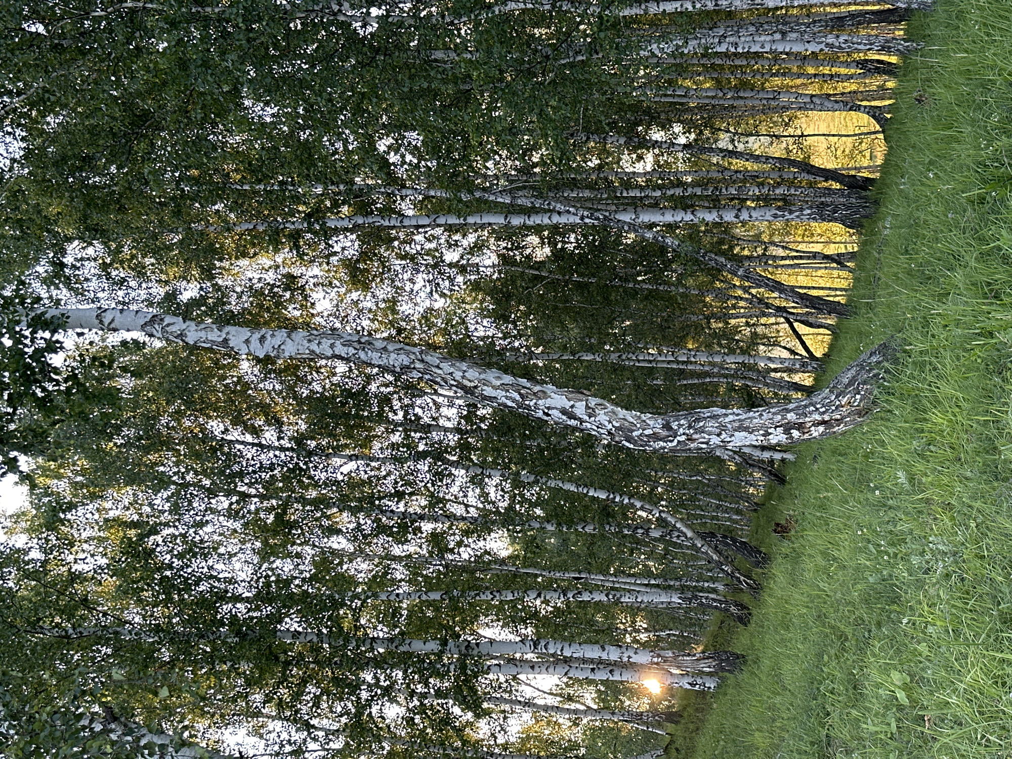 A group of birch trees with white, peeling bark stand on a grassy slope. The sun shines through the leaves of the trees, creating a warm, dappled light. The grass is green and lush, with some wildflowers scattered throughout. The scene is tranquil and natural.