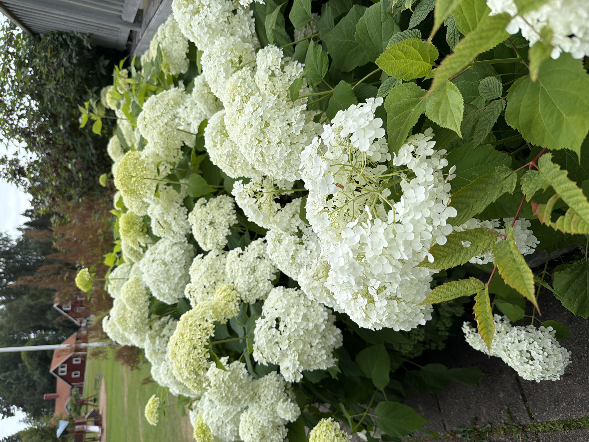 In Aneby, Sweden, a close-up shot focuses on a dense cluster of white hydrangea blooms with hints of pale green. The hydrangeas are in the foreground and dominate the frame, with some slightly out of focus. Behind them, out of focus, are green leaves, a wooden fence or railing, and the blurred shapes of trees and buildings. In the far distance, out of focus, are two red houses with white trim and chimneys, suggesting a residential area. A playground structure with slides is visible to the left of the houses. The ground in the lower left appears to be a paved surface, possibly a walkway. The sky is overcast.