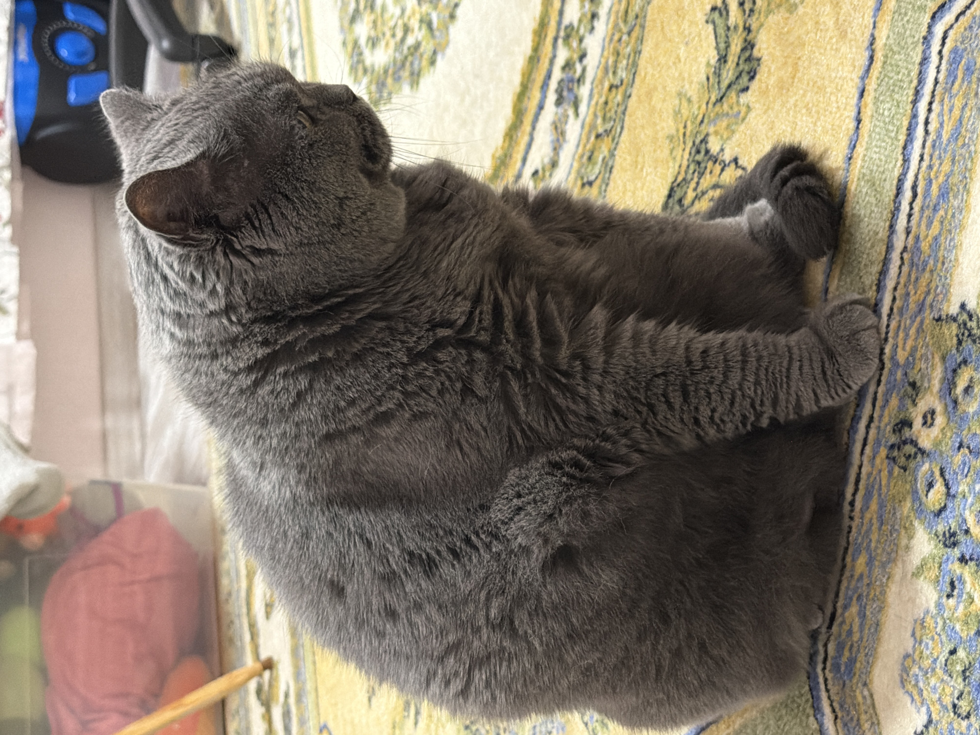 A fluffy, gray British Shorthair cat is sitting on a rug with a yellow, green, and blue patterned design. The cat is facing to the right and looking downwards. Its paws are tucked neatly beneath its body. In the background, a clear plastic bin filled with items, including a pink cloth and what appears to be a wooden dowel, is visible. To the far right, a blue and black electronic device, possibly a fan or air purifier, can be seen. The environment suggests an indoor setting, likely a room in a home. The image does not provide specific details about the location in the city of Шмидтово, Russia, beyond being an indoor scene.