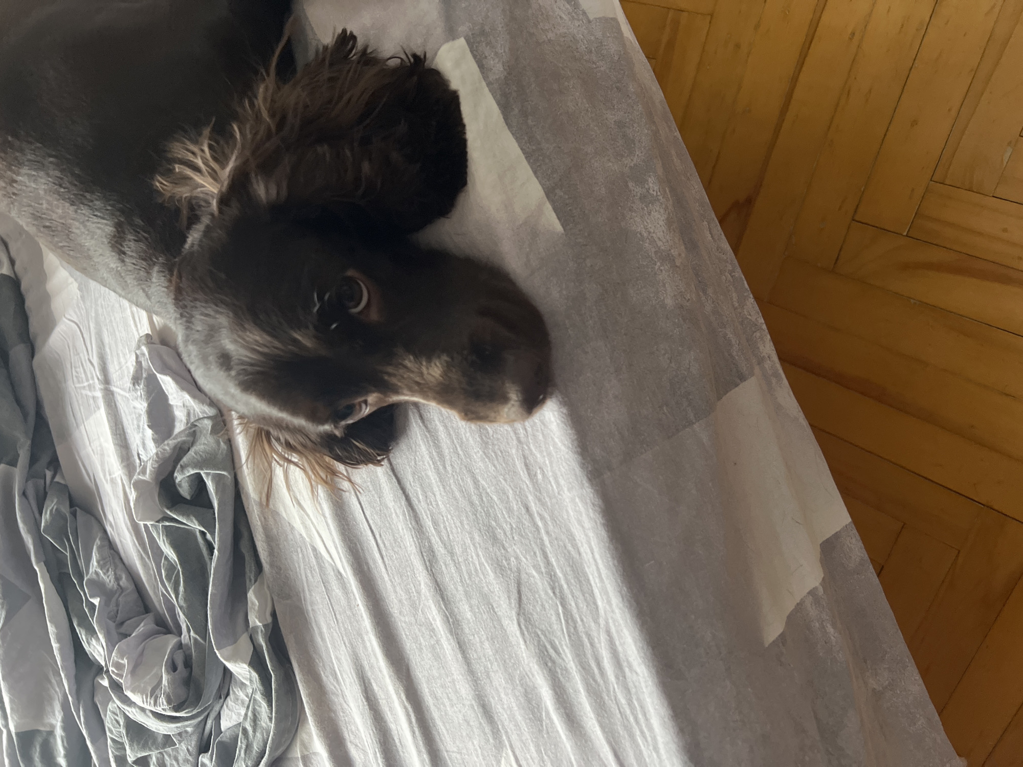 A brown spaniel dog is lying on a bed. The bed is covered with a light grey sheet and a grey and white comforter. The floor is made of wood planks. The location cannot be determined.