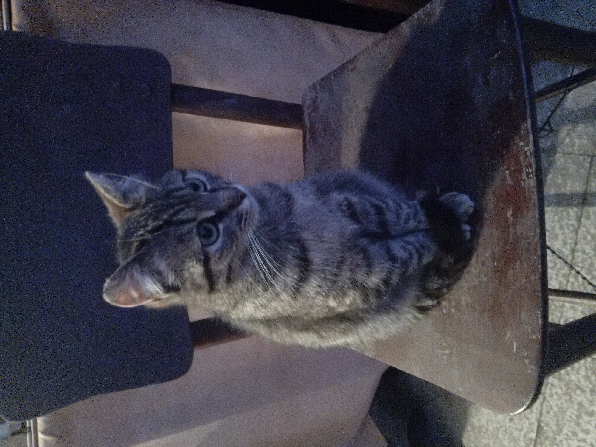 A tabby cat with gray and black stripes and green eyes sits on a dark brown wooden chair. The chair is next to another, possibly similar chair with a dark blue seat. The background includes a light tan surface and a section of what appears to be a patterned floor. The location is unknown.