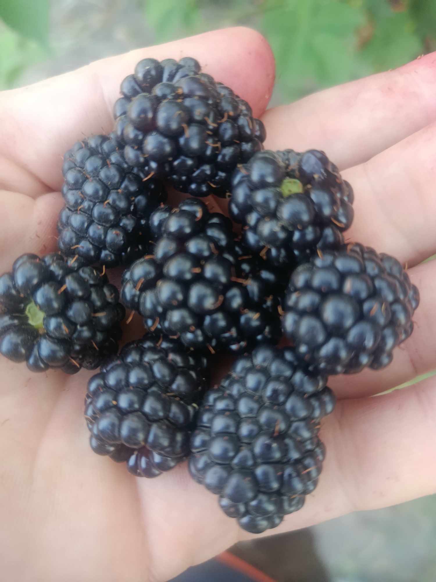 A hand, its skin a light to medium tone, holds a cluster of ripe blackberries. The berries are a deep, glossy black, each composed of numerous drupelets. Some of the berries show a slight green hue near where they would have attached to the stem. The background is softly blurred, with hints of green foliage suggesting an outdoor, natural setting. The image appears to be a close-up shot, focusing on the texture and detail of the fruit. There is no discernible city or specific location information within the image.