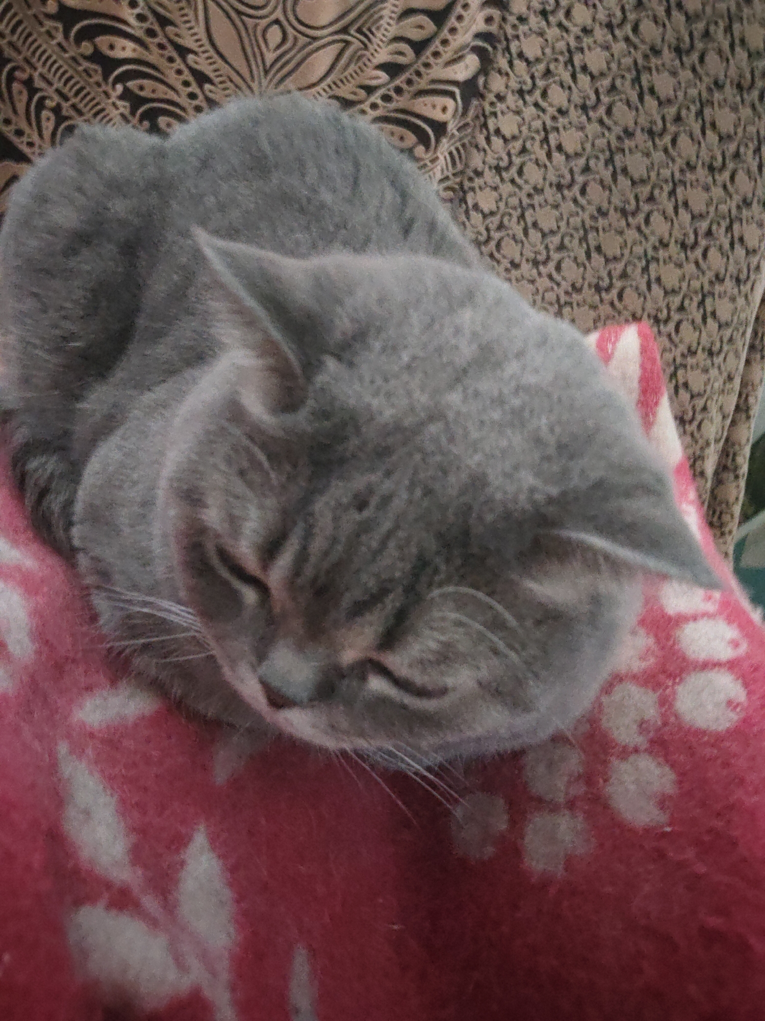 A gray, short-haired cat is depicted sleeping soundly, curled up on a soft pink blanket. The cat's eyes are closed, and its head is gently lowered, with its whiskers visible. Its fur is a uniform, solid shade of gray. The pink blanket beneath the cat features faded white patterns, which include abstract shapes and some circular designs, suggesting a cozy texture like fleece. In the background, an ornate fabric with intricate patterns in shades of brown, black, and beige is visible, likely part of furniture such as a sofa or chair. The scene is indoors, conveying a sense of peace and comfort. No text is visible in the image.