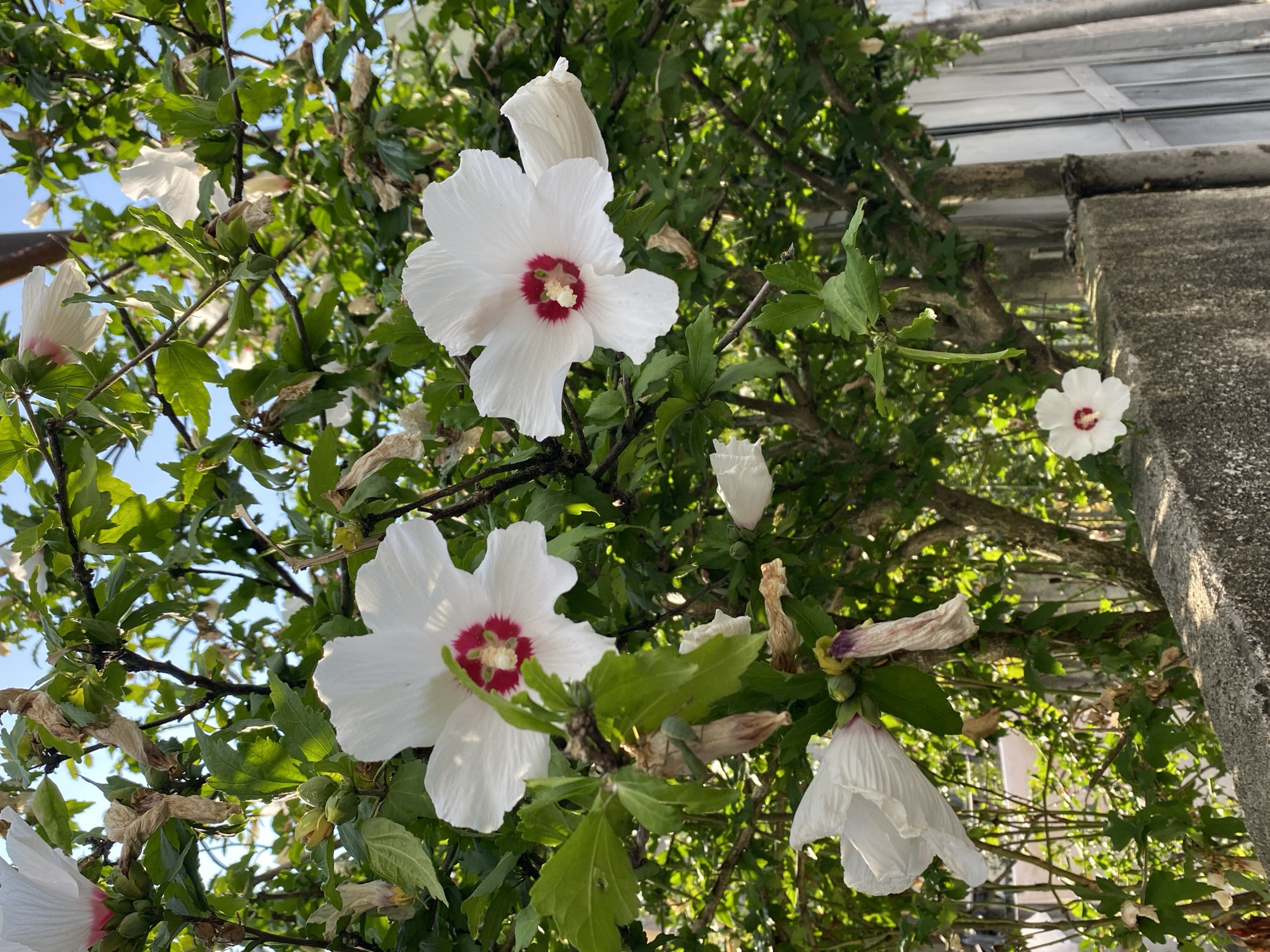 A cluster of white hibiscus flowers with red centers bloom on a bush that grows alongside a concrete wall in Batumi, Georgia. The flowers are in various stages of bloom, with some fully open and others partially closed. The leaves of the bush are a vibrant green, and some dried leaves are also visible. The concrete wall appears aged and weathered. In the background, a white fence and a clear blue sky can be seen. The image is captured from a low angle, looking up at the flowers. The lighting suggests it is daytime, with sunlight filtering through the leaves. No people or animals are present in the image.