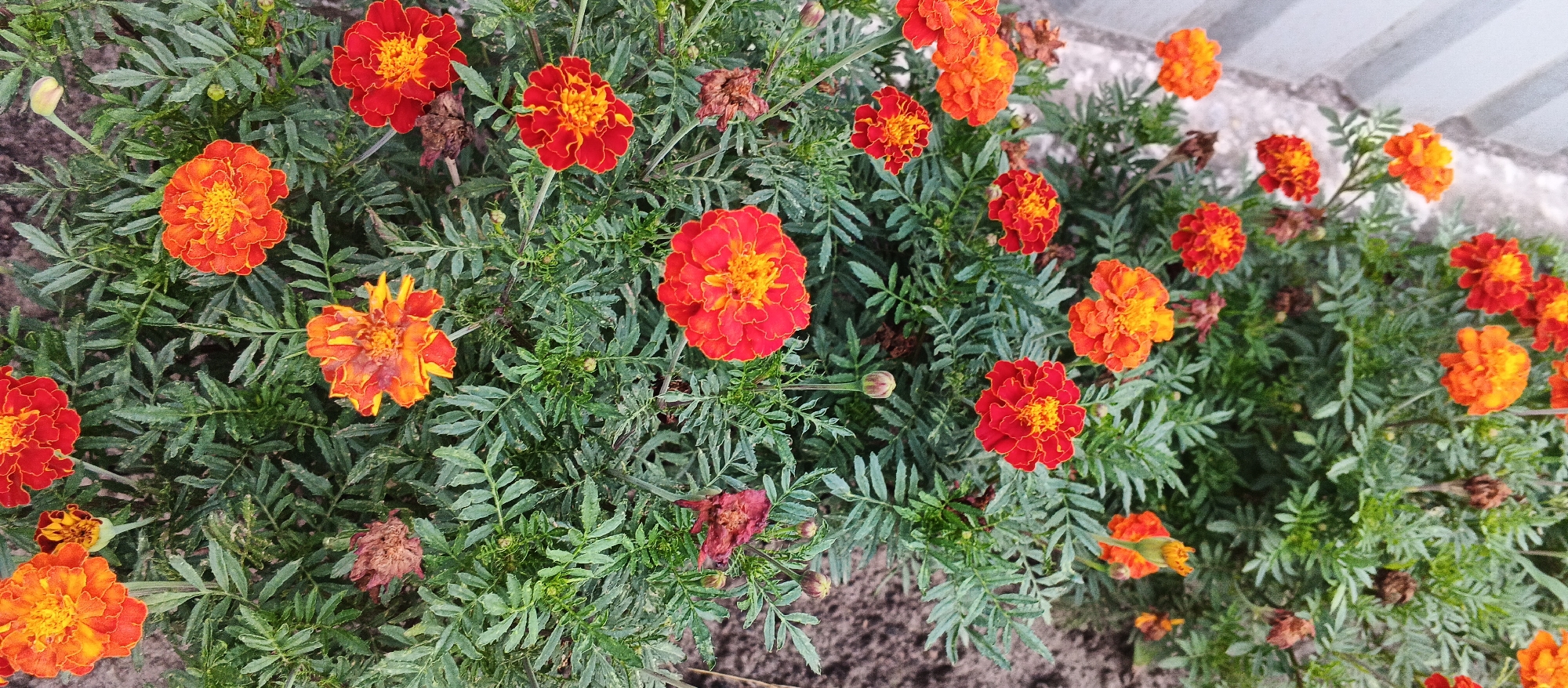 This is an eye-level, medium shot of a dense planting of marigolds. The flowers are primarily in shades of orange and red, with some blooms exhibiting a gradient from deep red at the petal edges to bright yellow in the center. The foliage is a vibrant green, with feathery, dissected leaves. Several dried or browning marigold heads are also visible amongst the fresh blooms. The ground beneath the flowers appears to be dark soil. In the upper right quadrant, a portion of a light-colored, textured wall or fence is visible. The scene is outdoors, likely in a garden or planted area within the city of Smila, Ukraine, given the context. No people are present in the image.