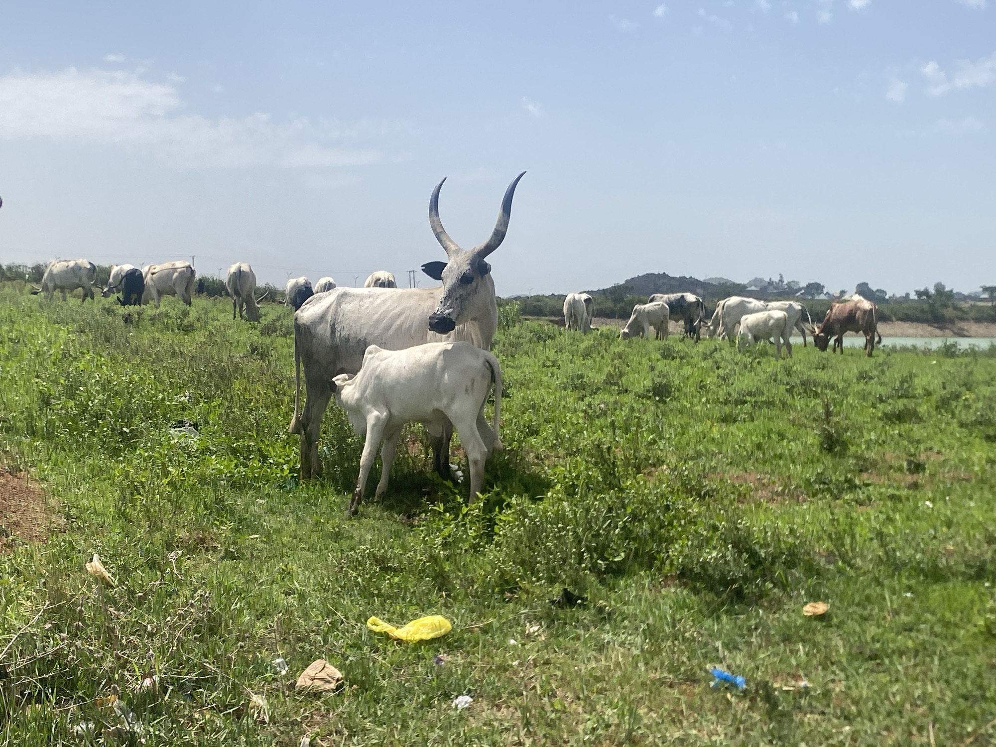 The image depicts a herd of cattle grazing in a field in Jos, Nigeria. In the foreground, a light grey cow with large, curving horns stands protectively over a young calf. The calf appears to be nursing. The field is covered in green grass and weeds, with scattered litter. A small body of water is visible in the background, surrounded by green vegetation and trees. Additional cattle can be seen grazing in the distance. The sky is blue with scattered clouds.