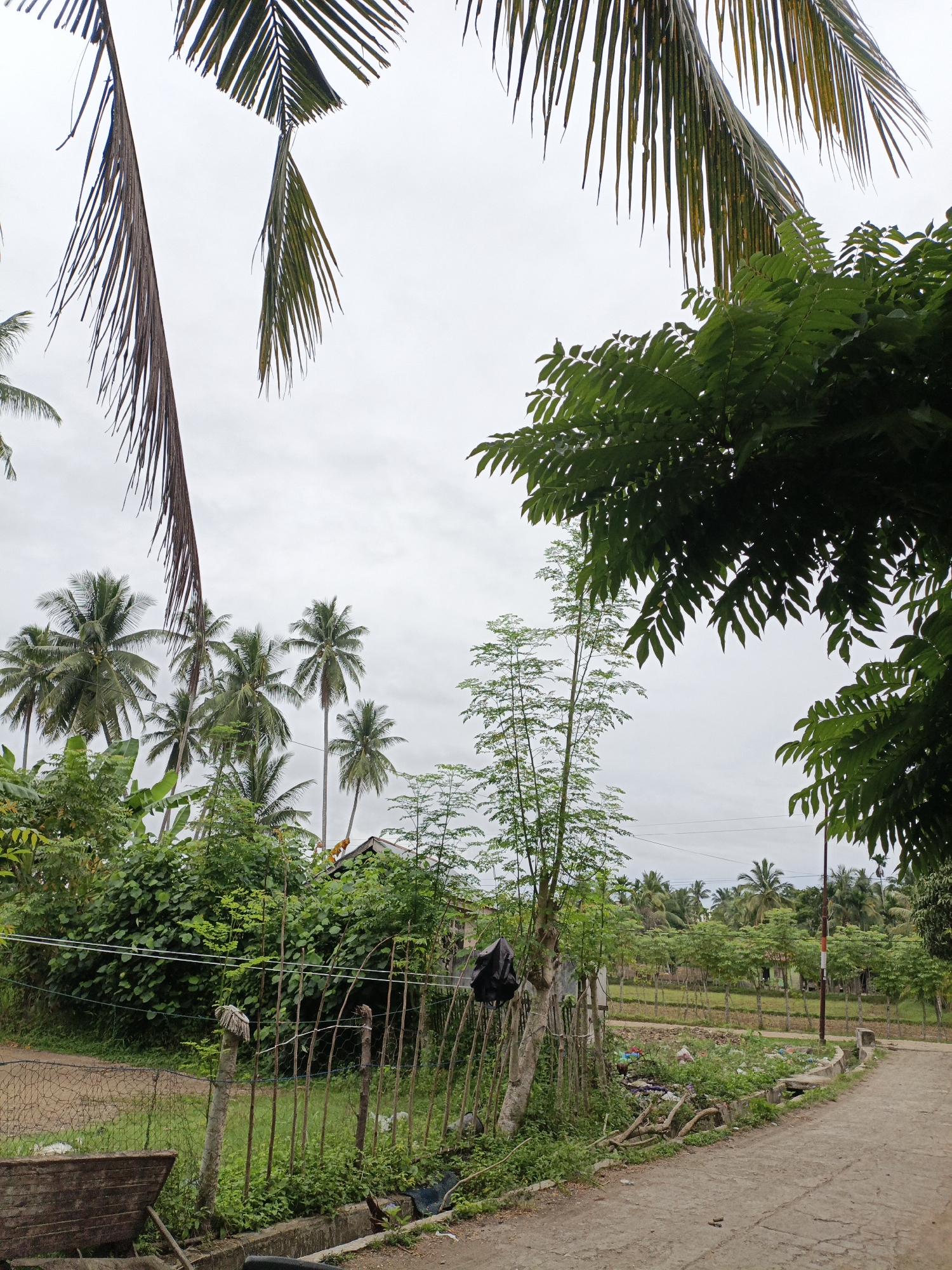 The image depicts a rural scene in Teumpokteungku, Indonesia, characterized by lush vegetation and a cloudy sky. In the foreground, a dirt road curves to the right, bordered by a makeshift fence of vertical wooden stakes and wire mesh. A wooden object, possibly a boat hull, is visible on the left. Beyond the fence, dense green foliage and banana trees create a verdant backdrop. Several coconut trees are scattered throughout the landscape, with their fronds extending towards the overcast sky. In the middle ground, a row of smaller trees stands in a cultivated field, suggesting agricultural activity. The overall impression is one of a tranquil, natural environment with signs of human habitation and cultivation. There are no people visible in the image.