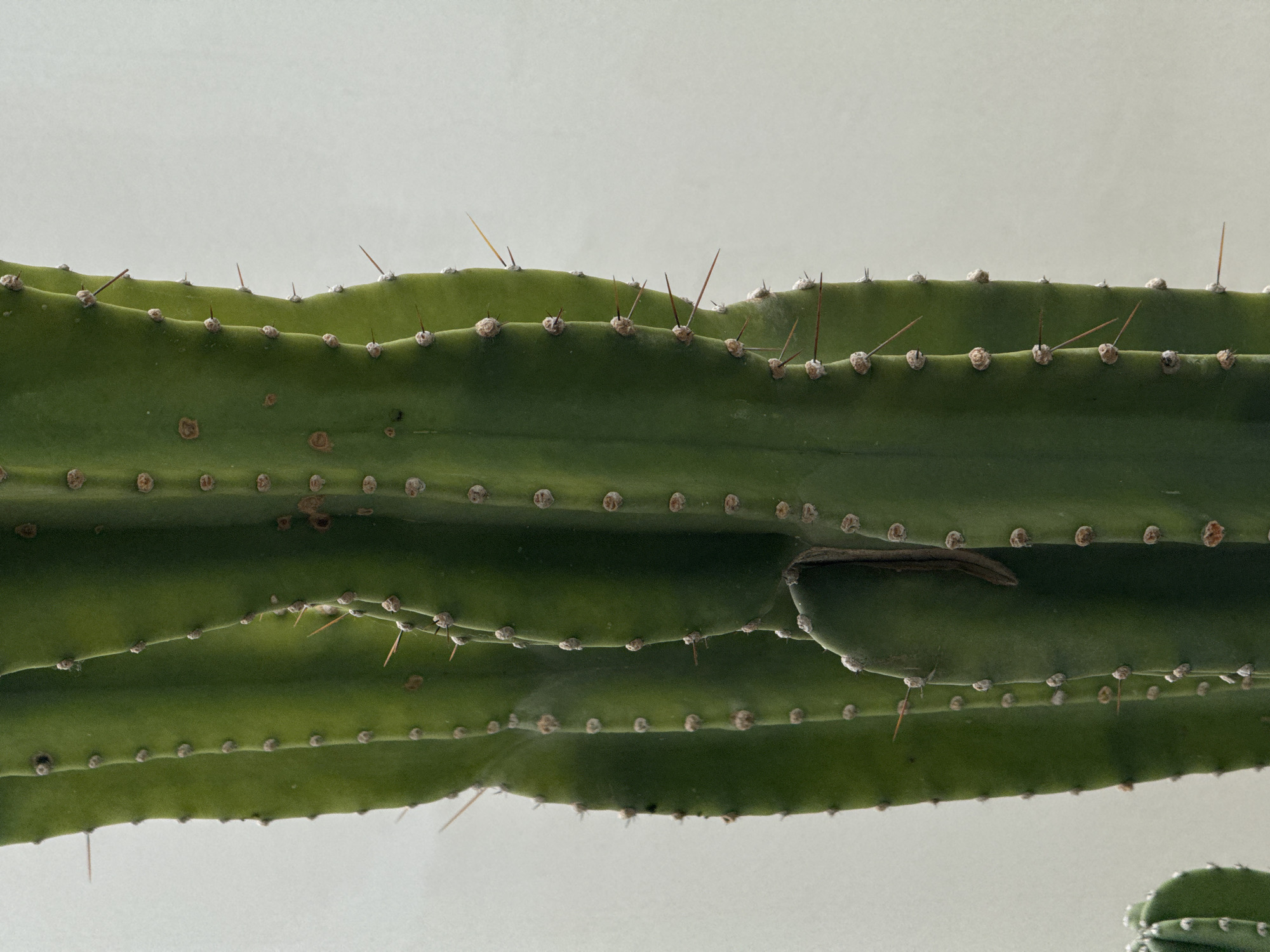 A close-up, vertical shot features the ribbed green stalks of a cactus against a pale, textured background, possibly a wall. The cactus stalks are lined with small, brown areoles from which sharp, thin spines protrude. Some stalks show slight twists and undulations. The lighting is soft, highlighting the textures of the plant and background. There are no people or animals visible in the image. The location is specified as Da Lat, Vietnam, but there are no visual cues in the image to confirm this.