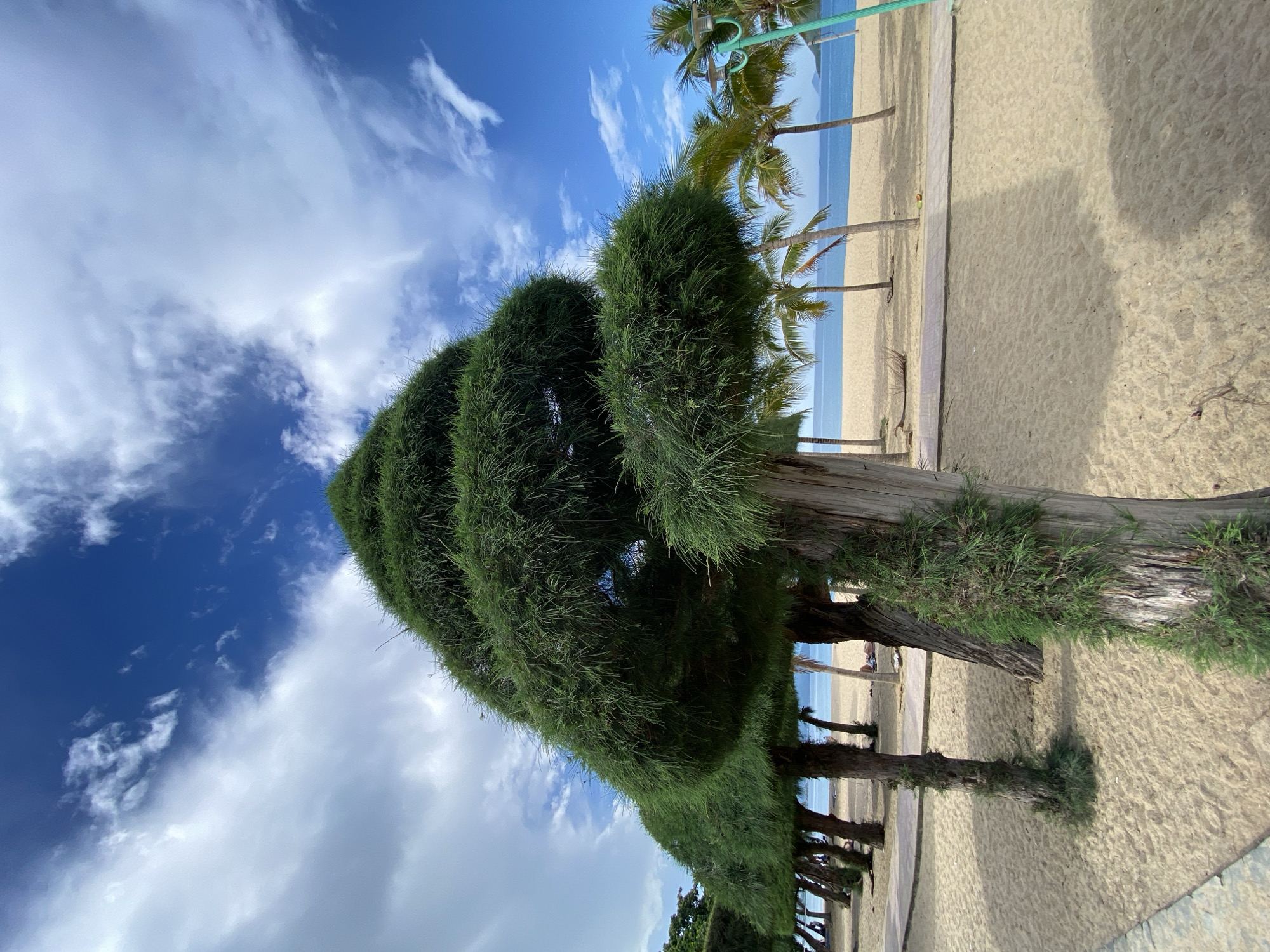 This media file captures a scenic view of a beach in Nha Trang, Vietnam. The dominant subjects are a line of manicured pine-like trees with thick, bushy foliage, casting shadows on the sandy beach. The trees are positioned in the foreground, framing the view of the ocean and the sky. Behind the trees, a strip of golden sand leads to the calm, blue ocean, which stretches to the horizon. A few palm trees are visible further down the beach, adding to the tropical ambiance. The sky is a vibrant blue, dotted with fluffy white clouds, suggesting fair weather. The lighting indicates it is daytime, likely mid-morning or early afternoon, with bright sunshine. The scene is peaceful and serene, inviting relaxation and enjoyment of the beach. There are no visible people or text in the image.