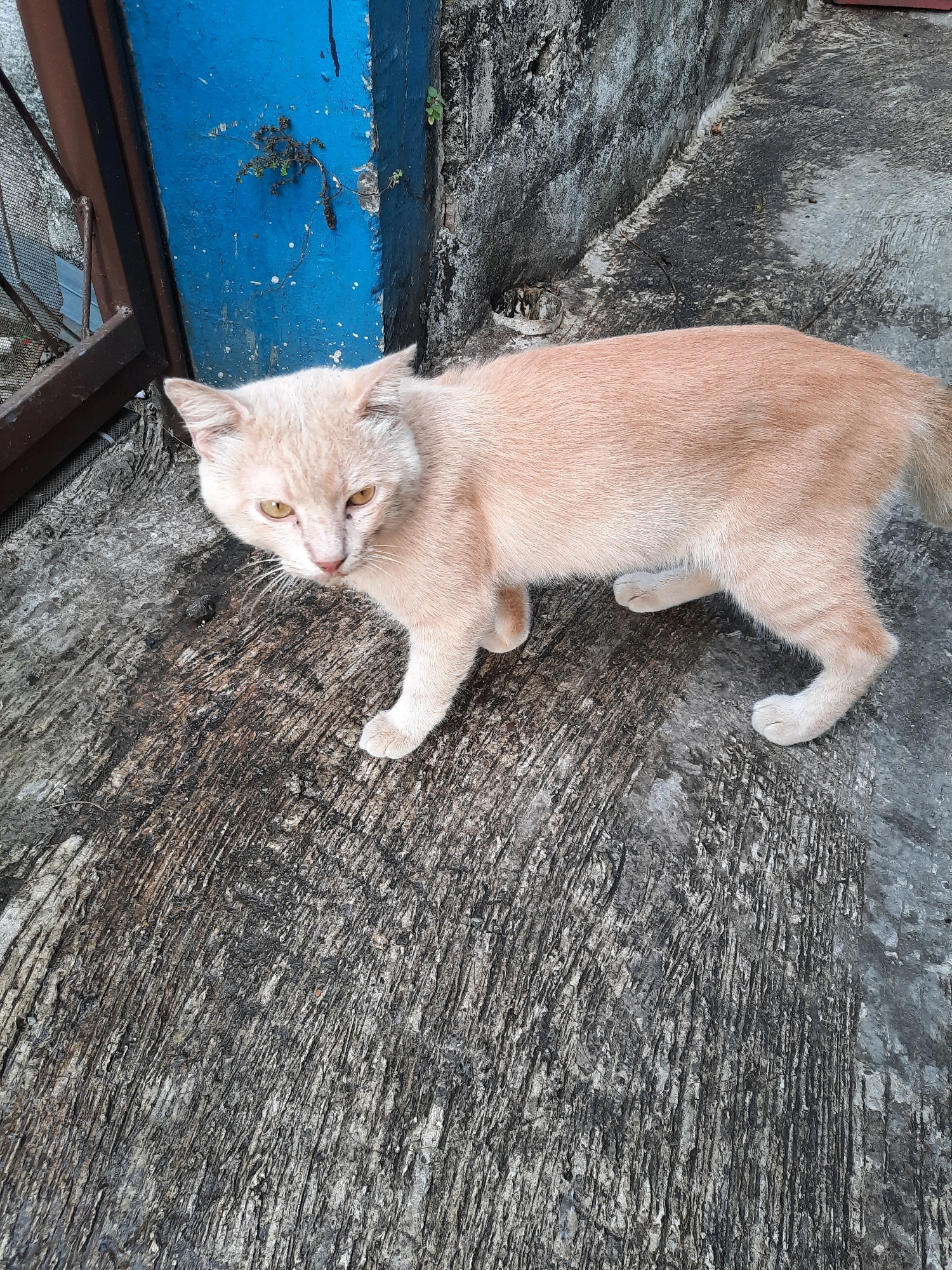 In East Jakarta, Indonesia, an orange cat stands on a textured concrete surface. The cat is facing the camera, with its head slightly tilted. Its eyes are yellow, and its ears are pointed upwards. The cat's fur is short and appears to be a light orange color. To the left of the cat, a blue-painted wall is visible, with a dark brown metal frame in the foreground. The concrete surface is wet in some areas, and shows signs of wear and tear. The background is out of focus, but appears to be an outdoor environment.