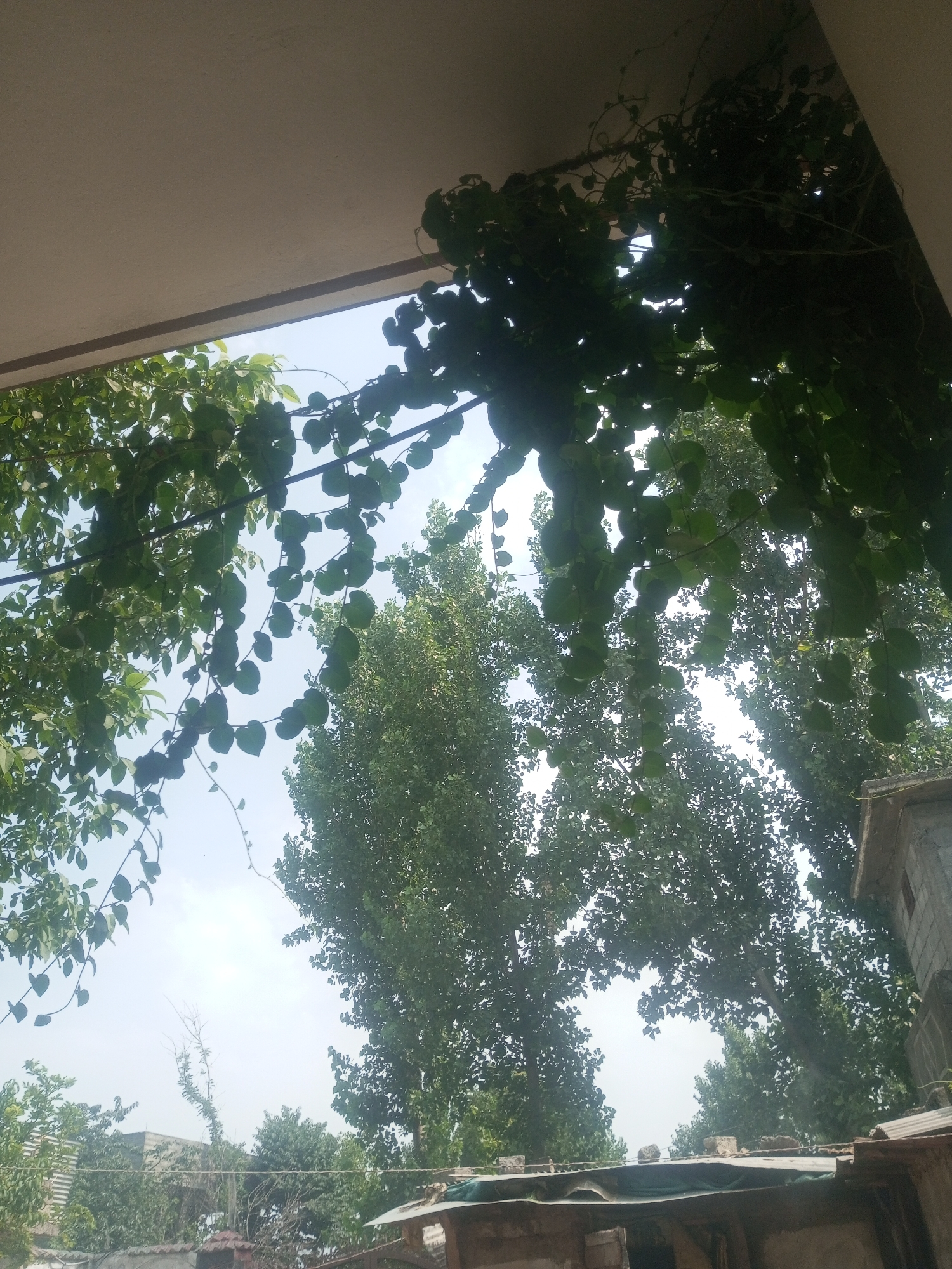 The image shows a view from under a covered overhang looking up at a bright sky. Lush green foliage, consisting of hanging vines with heart-shaped leaves and taller trees with dense canopies, dominates the frame. The sky is a hazy white, suggesting either a very bright day or a slightly overcast condition. In the background, parts of buildings with rough textures and roofing materials are visible, hinting at an urban or semi-urban environment. The overall impression is one of nature encroaching on man-made structures, with a focus on the leafy branches and trees against the sky. This scene is likely located in Mansehra, Pakistan, a city known for its verdant surroundings and architectural styles that might include the depicted buildings. There are no people or animals visible in the image.