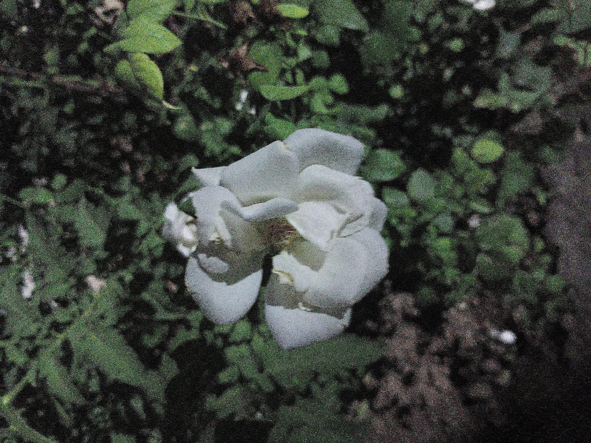 A partially opened white rose is the central subject of this image, set against a backdrop of dark green foliage. The rose, located in the city of Mirzo Tursunzoda, Tajikistan, appears to be in a garden or natural setting. The petals are layered and soft, with some of the inner parts slightly browned. The surrounding leaves are lush and varied in shade, suggesting a healthy growth. The overall impression is one of natural beauty captured in a slightly grainy, low-light environment. There are no people or animals visible in the frame.